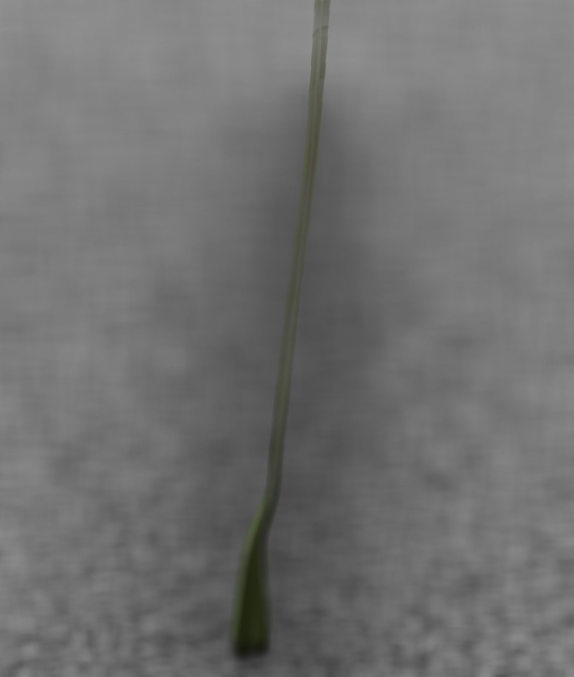 Blue Flower - Verion 5 - Object 35 Low-poly 3D model_37