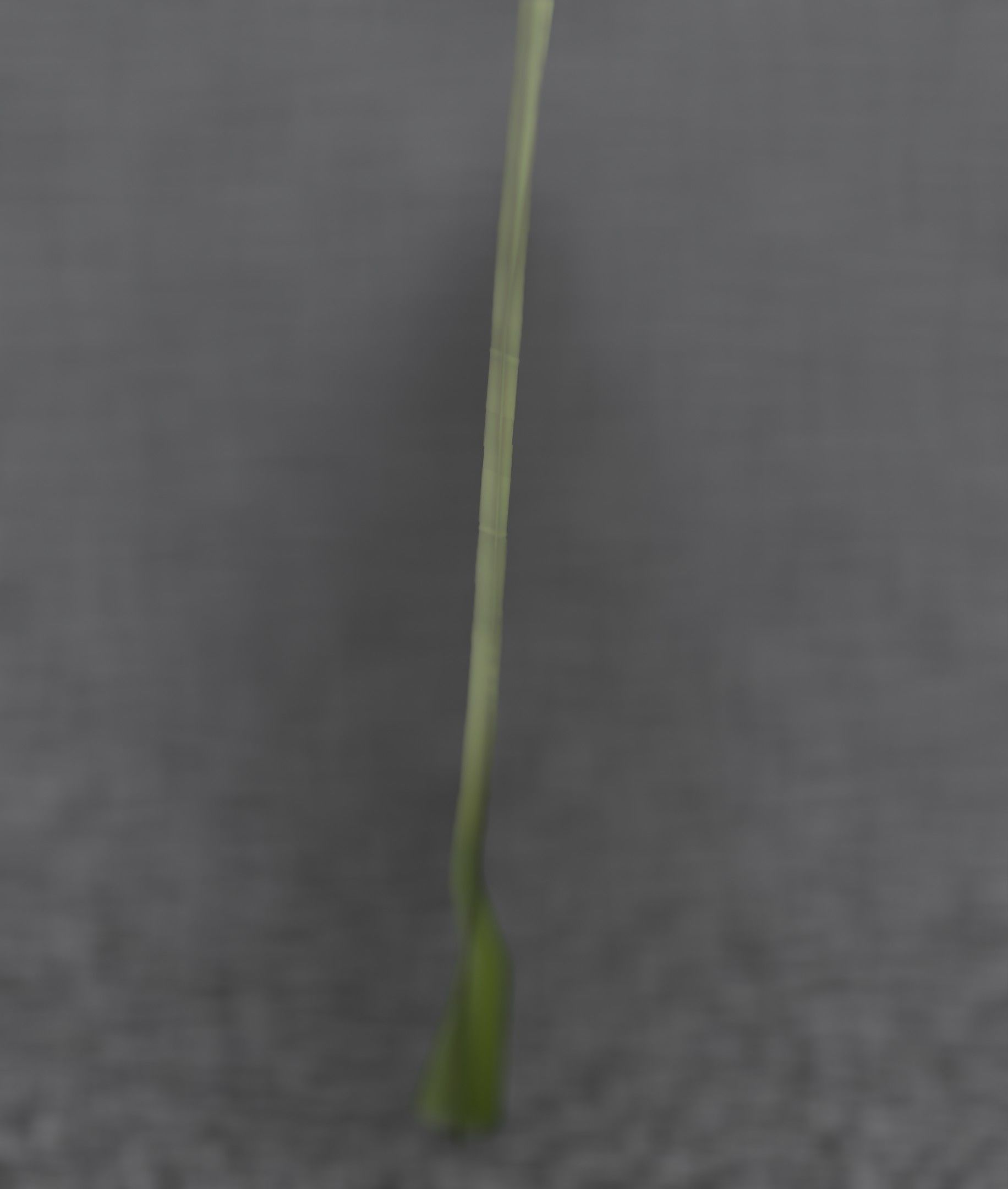 Blue Flower - Verion 5 - Object 35 Low-poly 3D model_43