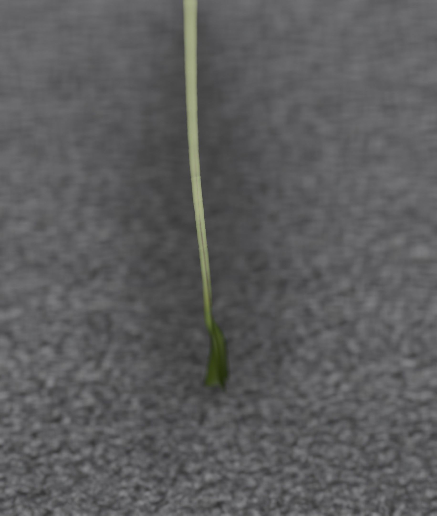 Blue Flower - Verion 5 - Object 35 Low-poly 3D model_31