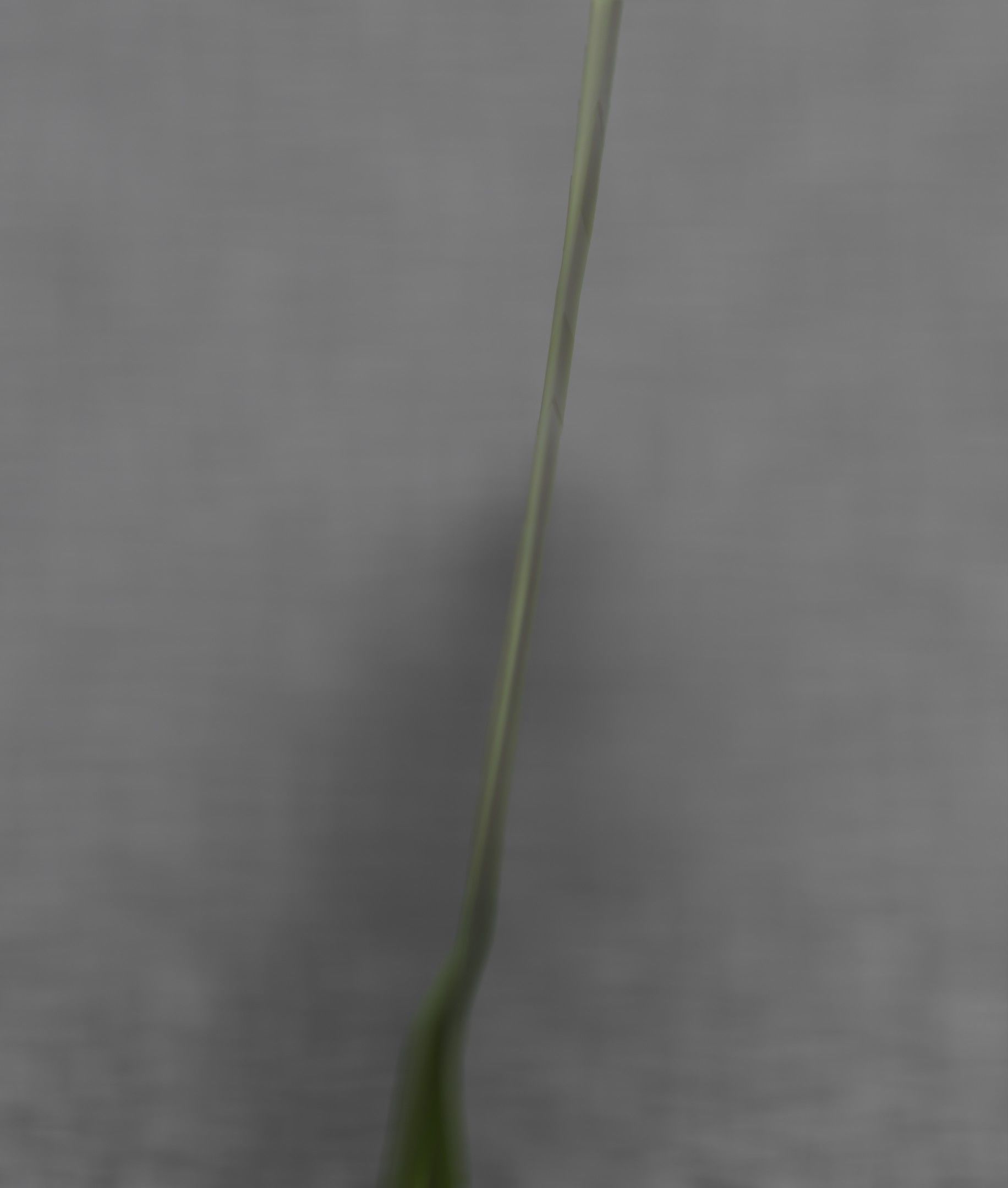 Blue Flower - Verion 5 - Object 35 Low-poly 3D model_40