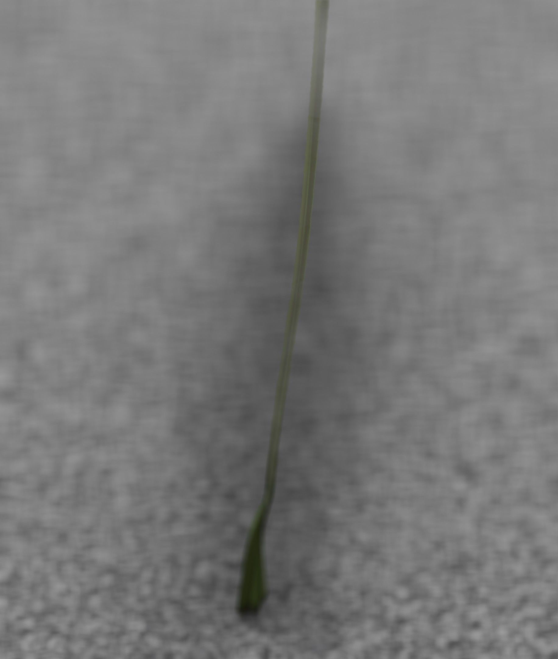 Blue Flower - Verion 5 - Object 35 Low-poly 3D model_26