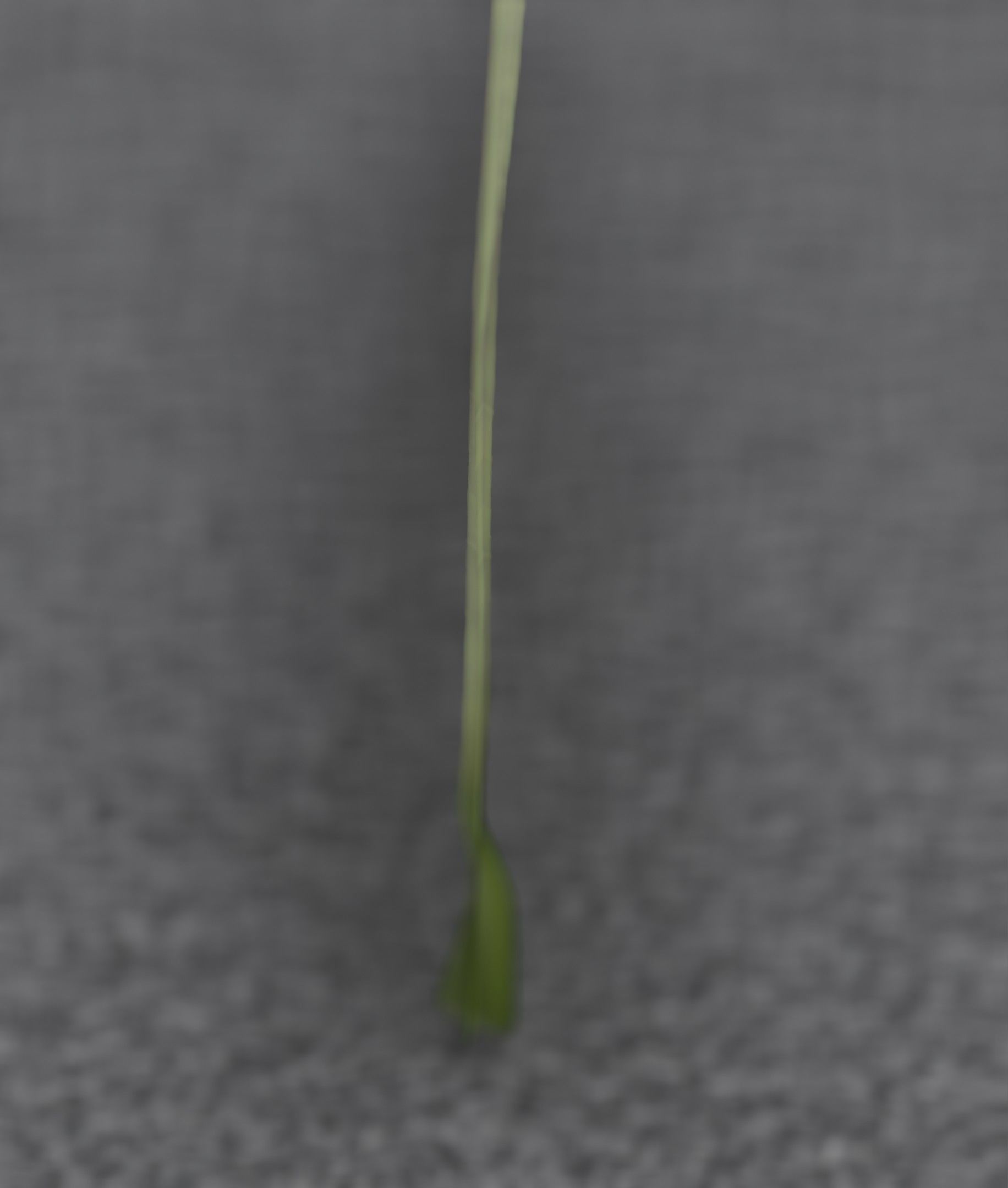 Blue Flower - Verion 5 - Object 35 Low-poly 3D model_44