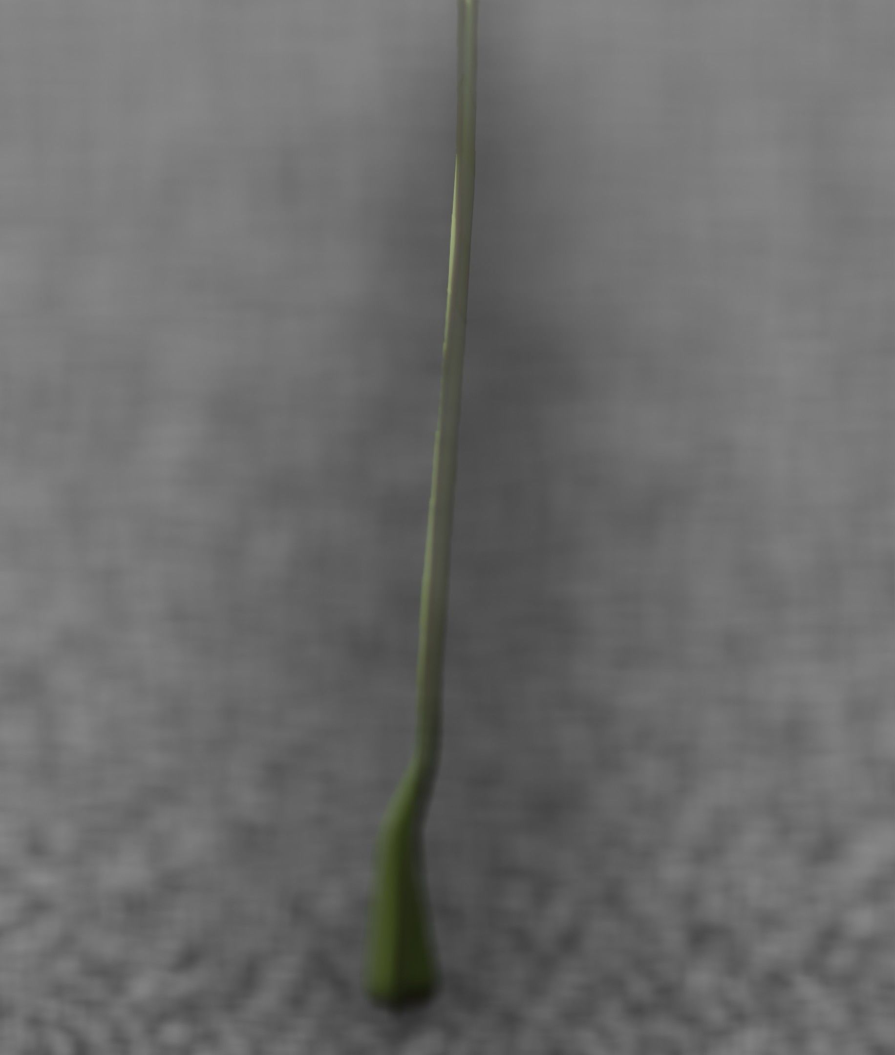 Blue Flower - Verion 5 - Object 35 Low-poly 3D model_36