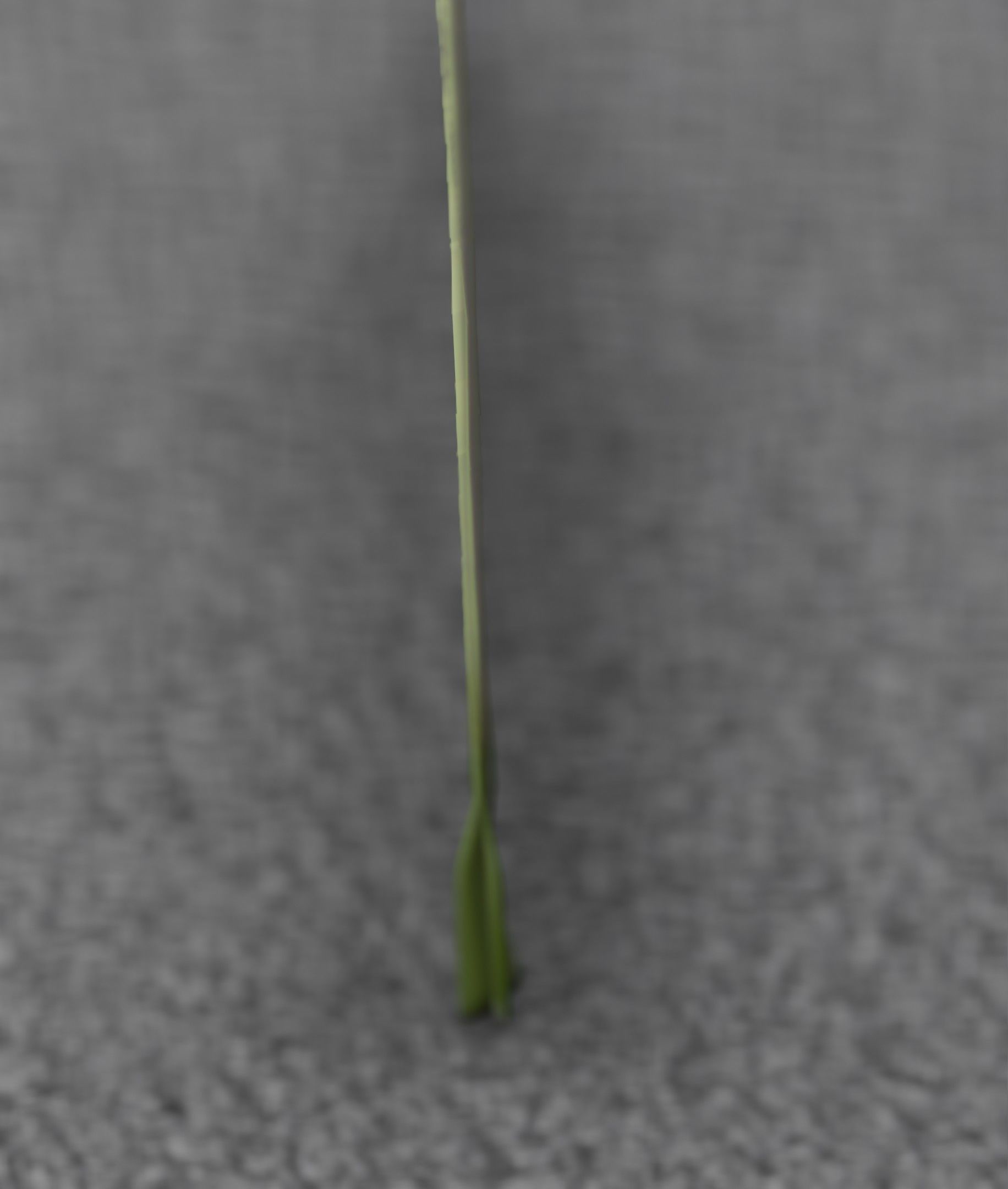 Blue Flower - Verion 5 - Object 35 Low-poly 3D model_34