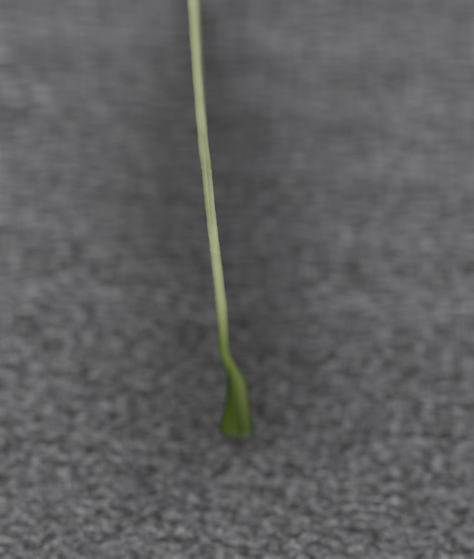 Blue Flower - Verion 5 - Object 35 Low-poly 3D model_32