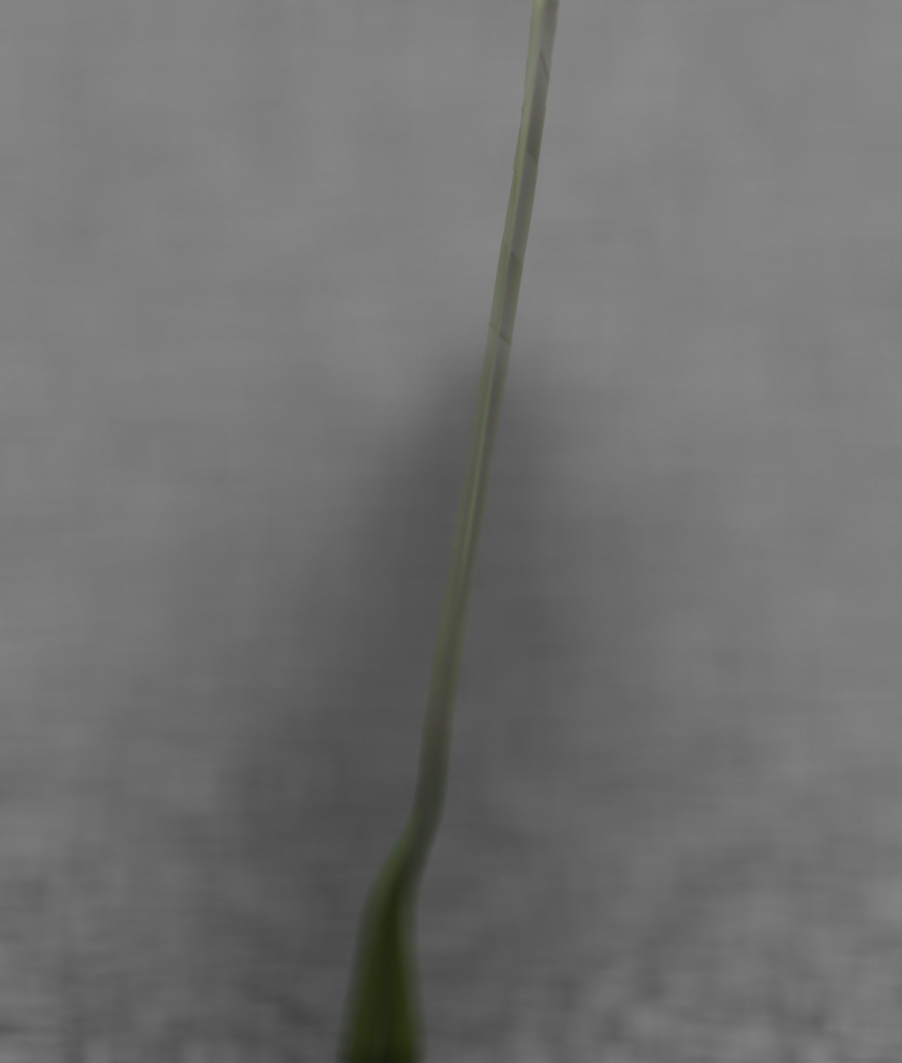 Blue Flower - Verion 5 - Object 35 Low-poly 3D model_39