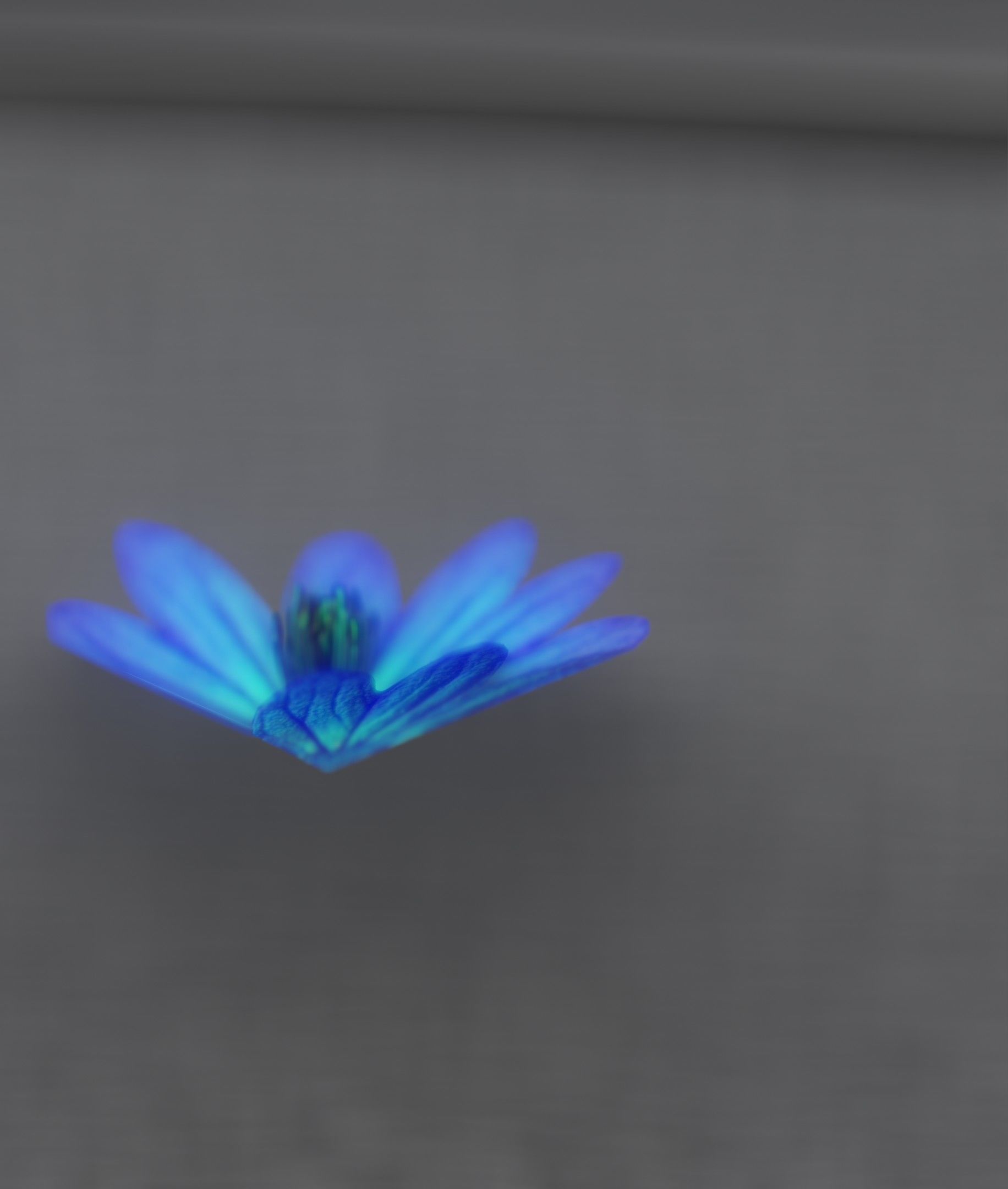 Blue Flower Blossom Version 6 - Object 36 Low-poly 3D model_19