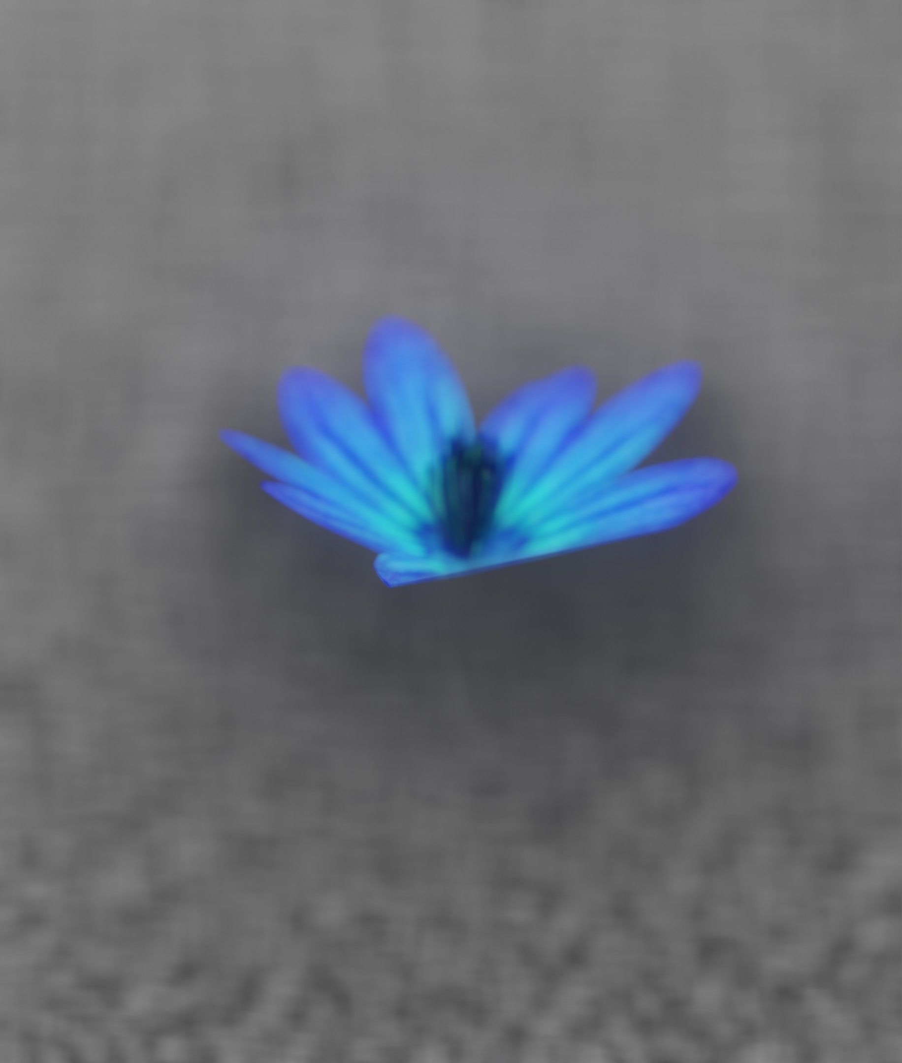 Blue Flower Blossom Version 6 - Object 36 Low-poly 3D model_33