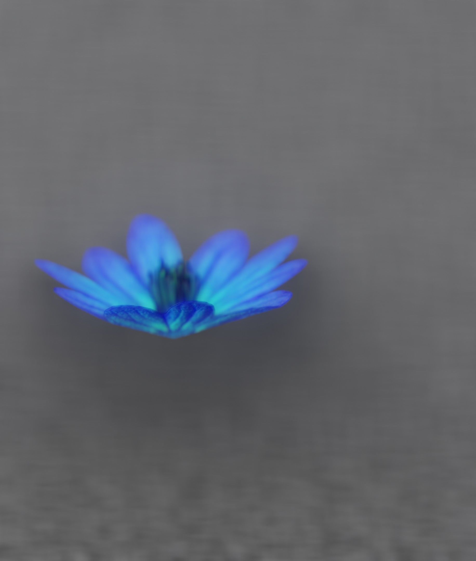 Blue Flower Blossom Version 6 - Object 36 Low-poly 3D model_20