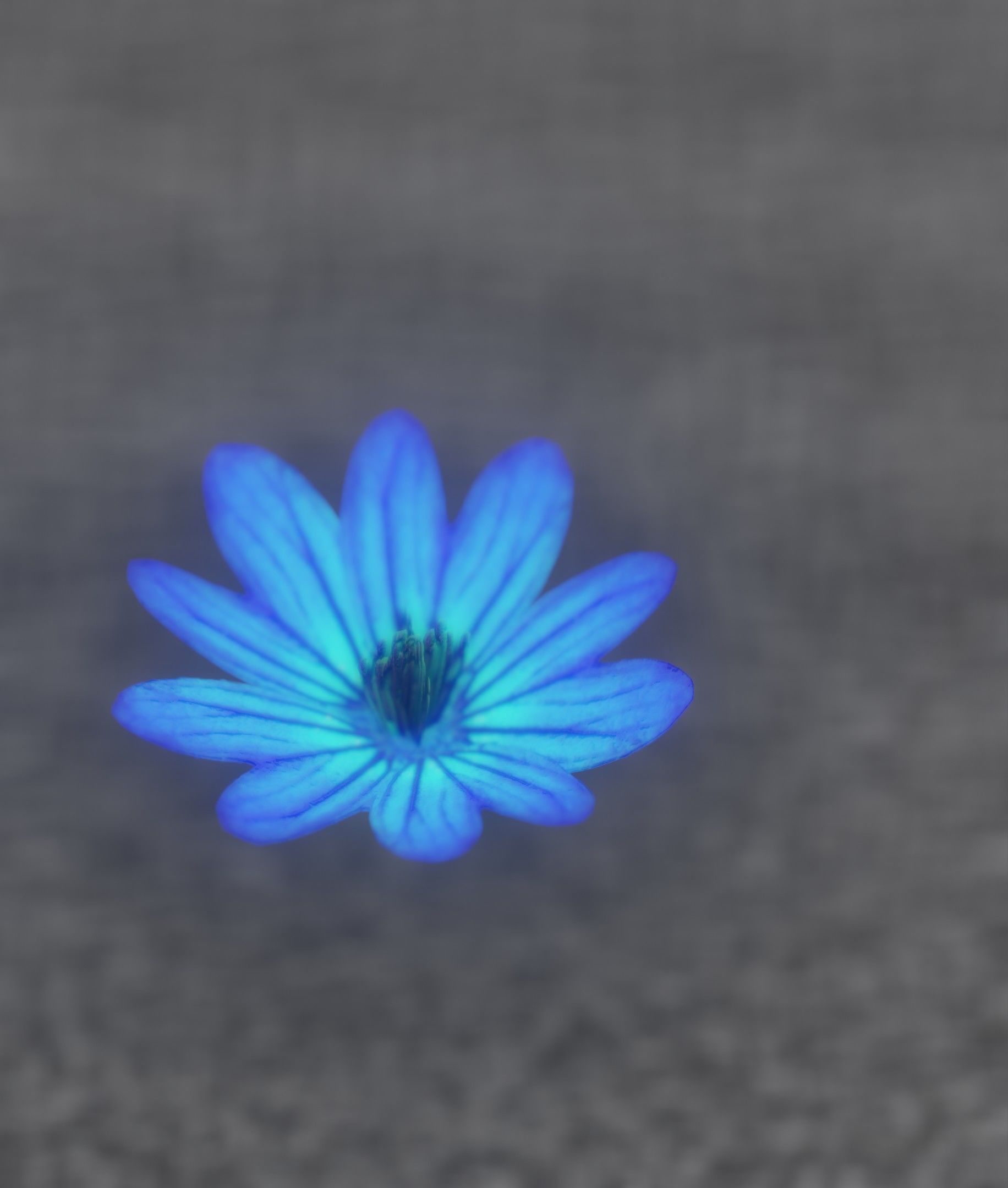 Blue Flower Blossom Version 6 - Object 36 Low-poly 3D model_3