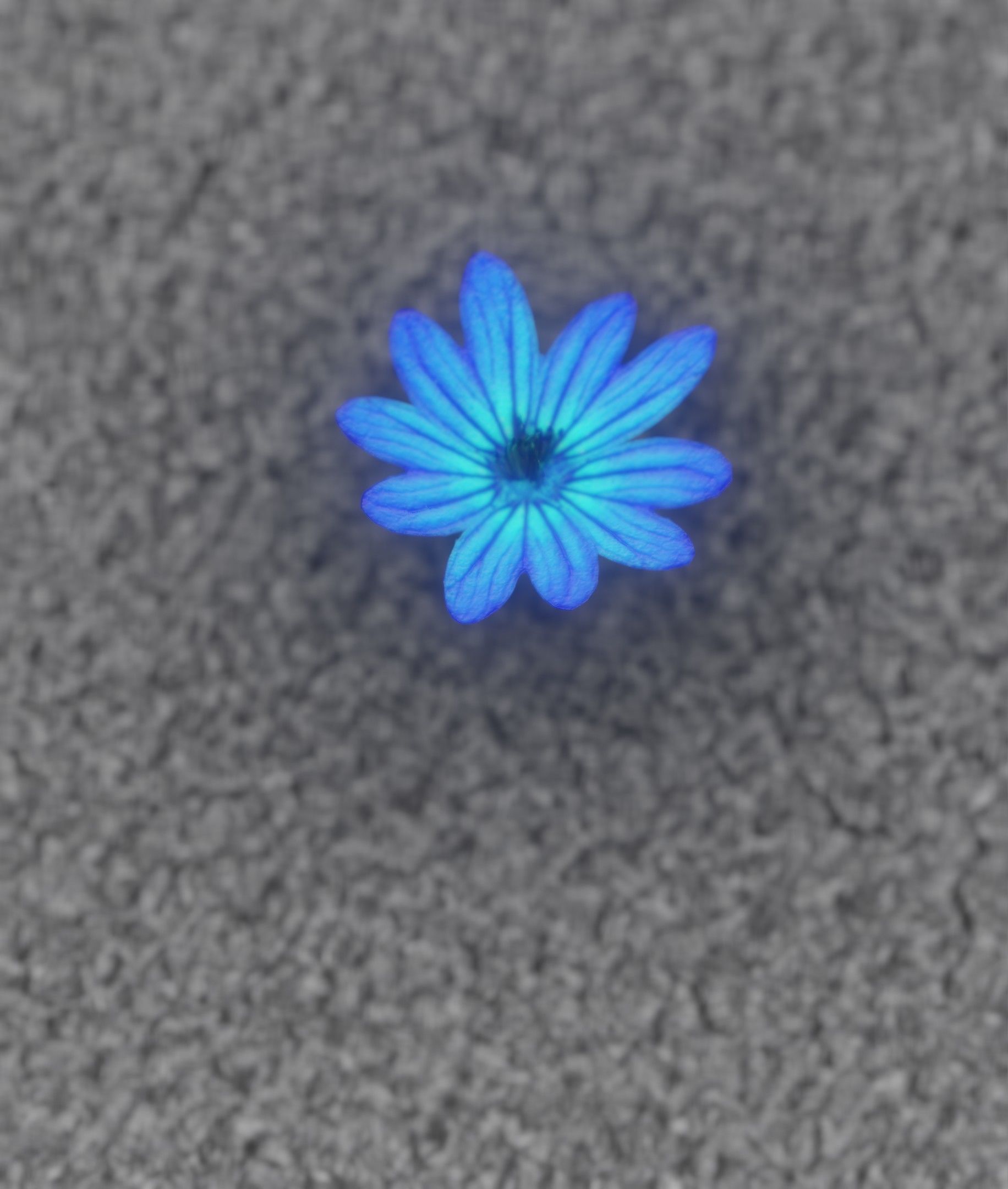 Blue Flower Blossom Version 6 - Object 36 Low-poly 3D model_15