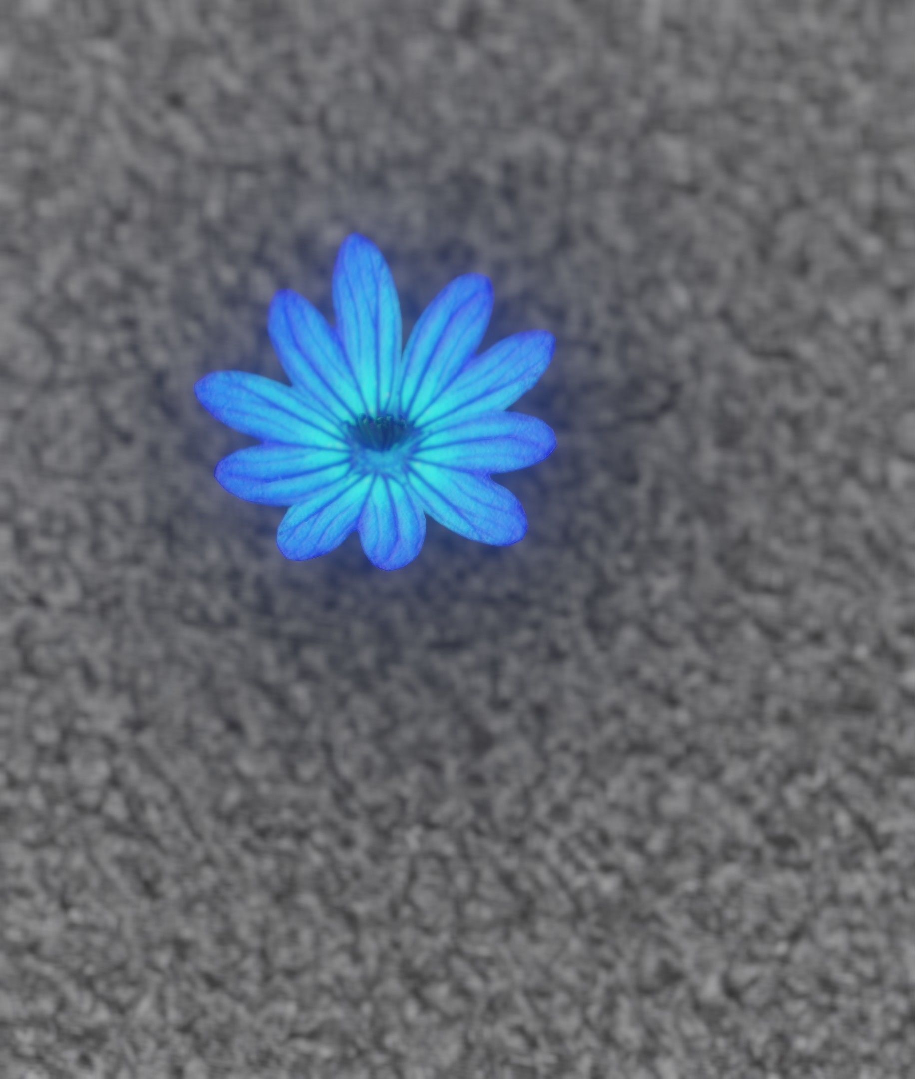 Blue Flower Blossom Version 6 - Object 36 Low-poly 3D model_11