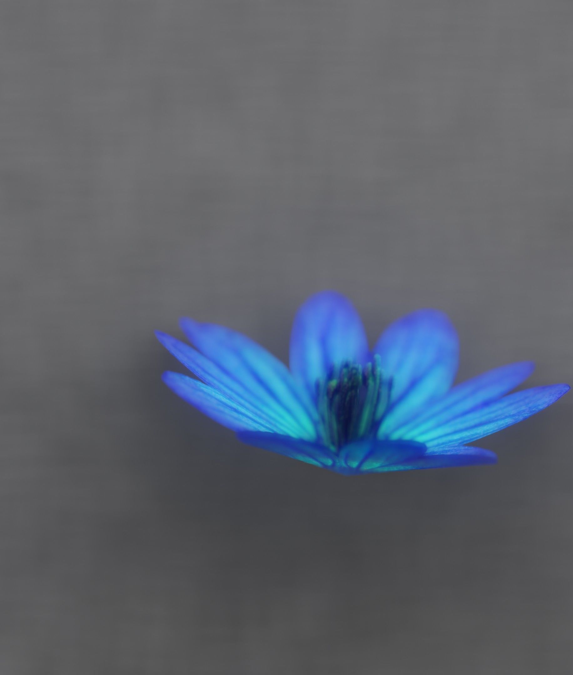 Blue Flower Blossom Version 6 - Object 36 Low-poly 3D model_38