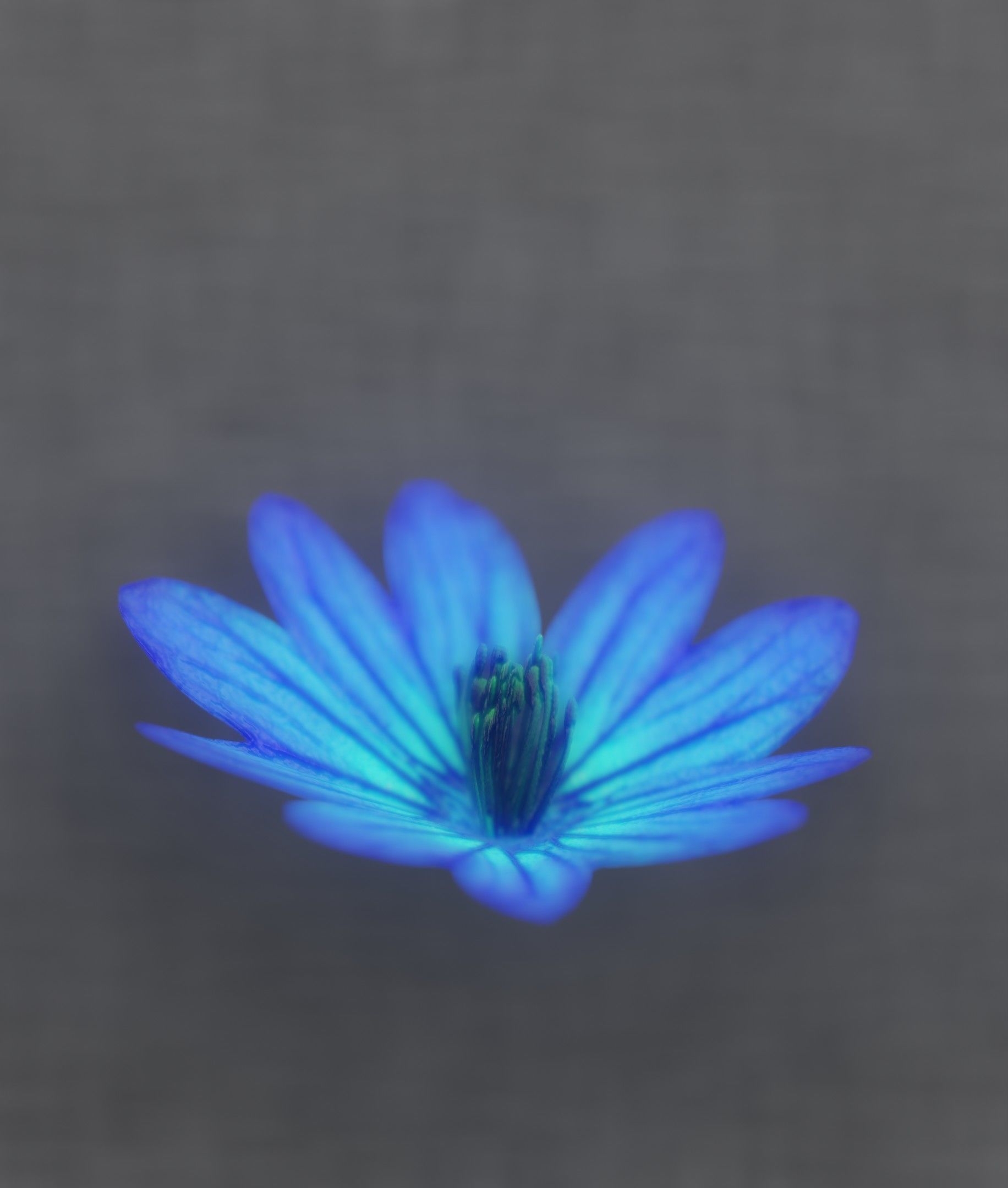 Blue Flower Blossom Version 6 - Object 36 Low-poly 3D model_40