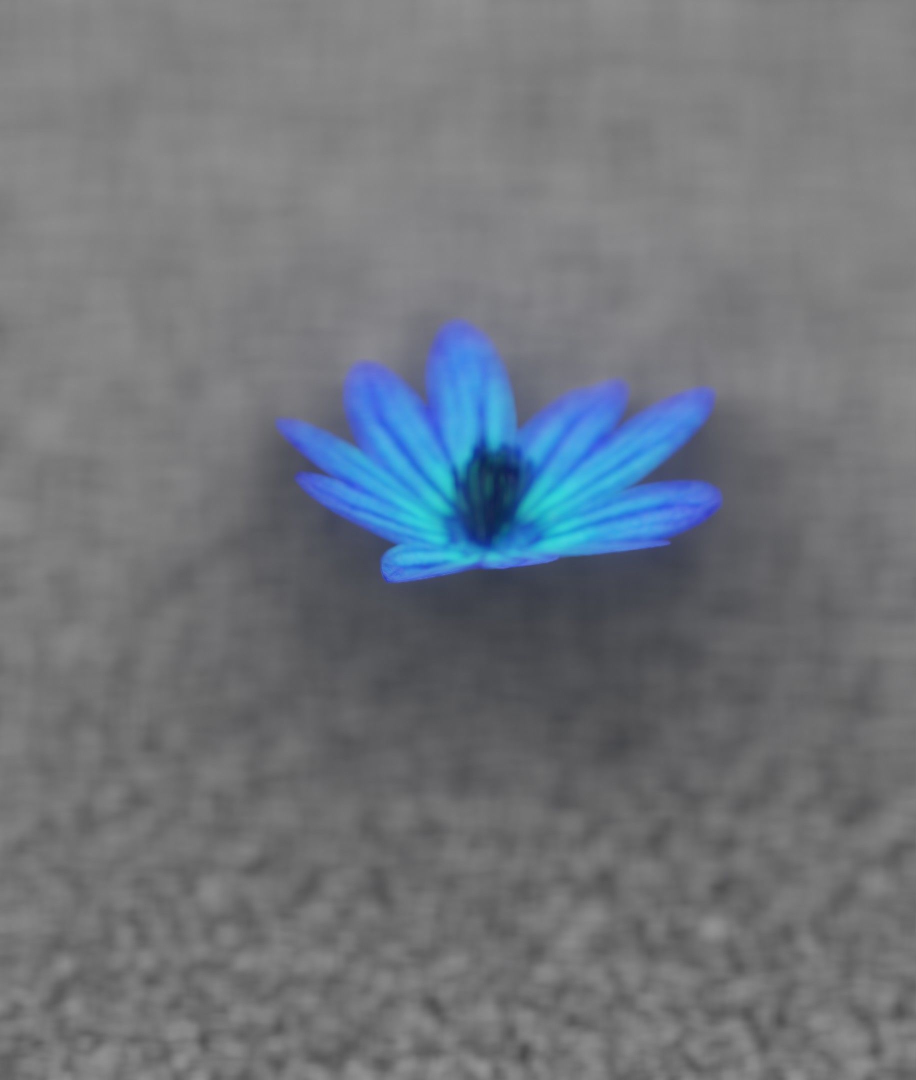 Blue Flower Blossom Version 6 - Object 36 Low-poly 3D model_23