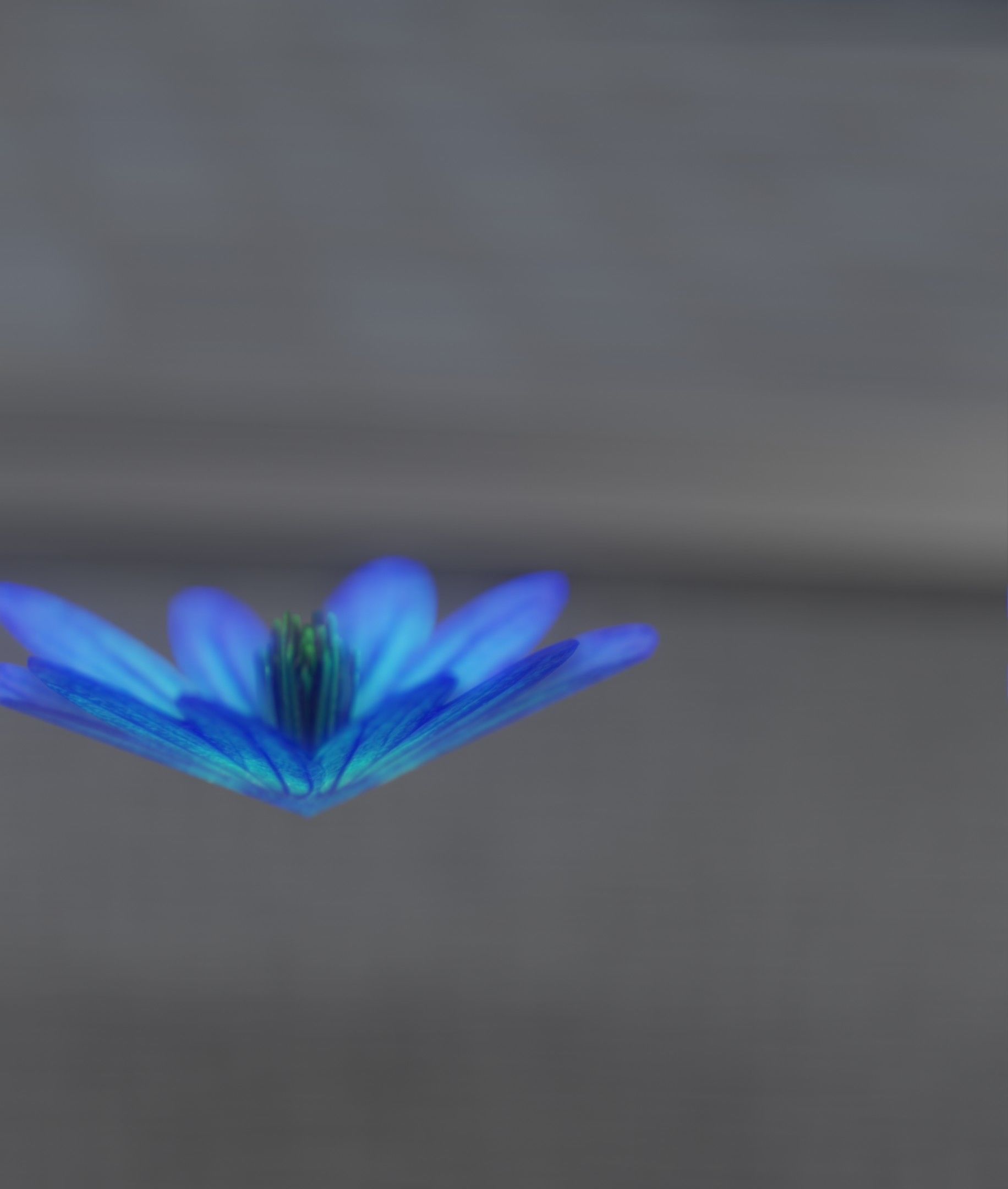 Blue Flower Blossom Version 6 - Object 36 Low-poly 3D model_18