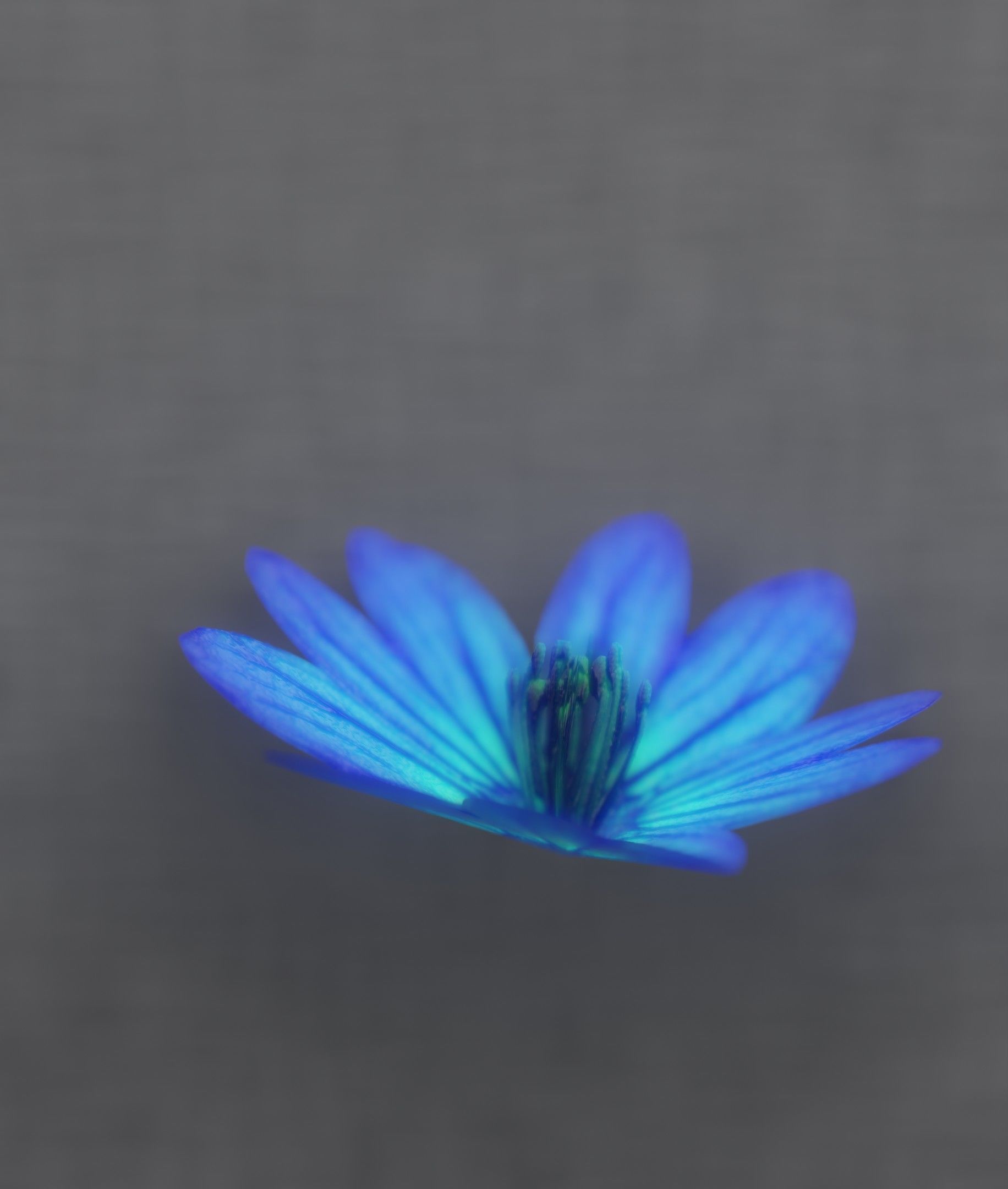 Blue Flower Blossom Version 6 - Object 36 Low-poly 3D model_39