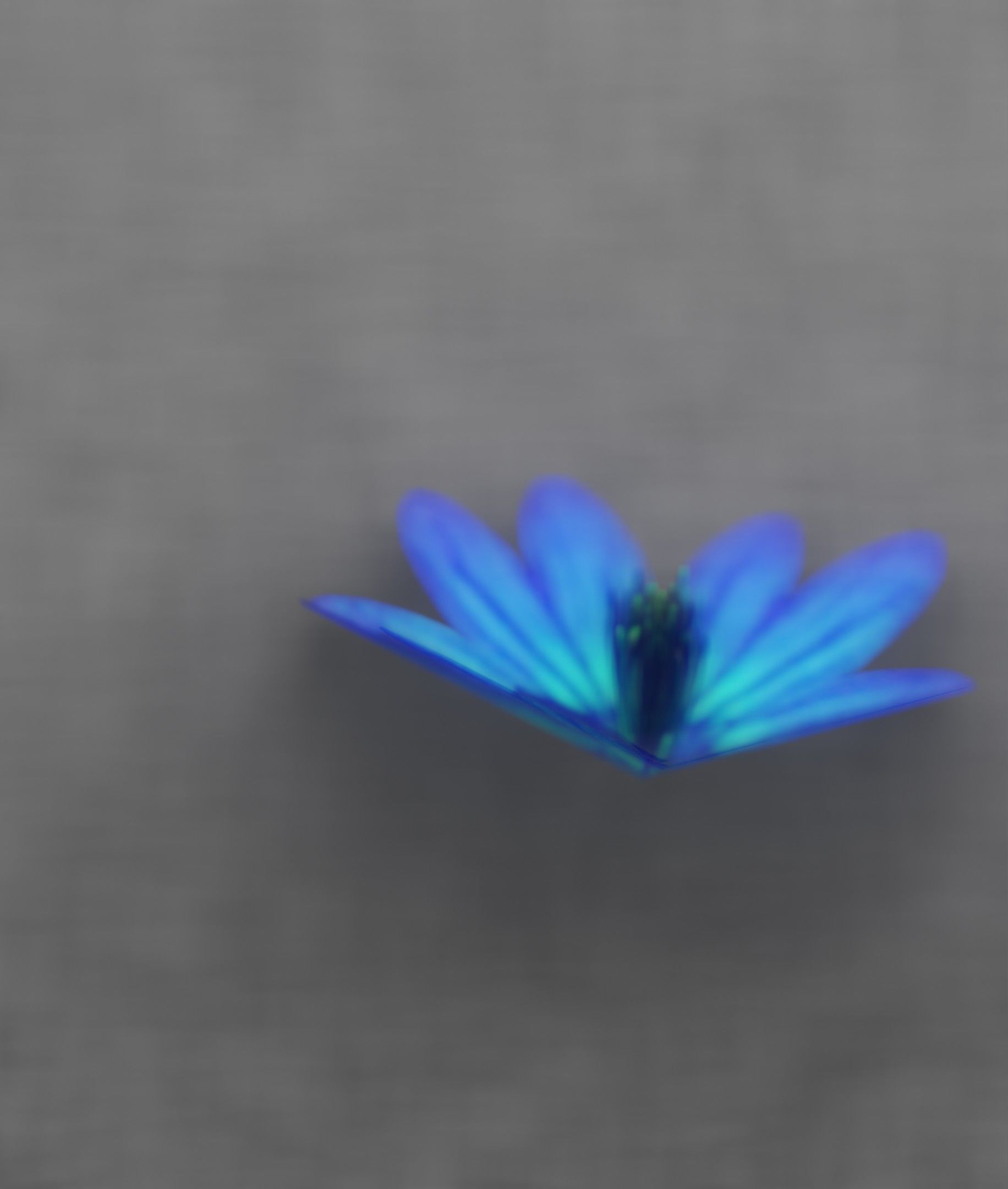Blue Flower Blossom Version 6 - Object 36 Low-poly 3D model_36