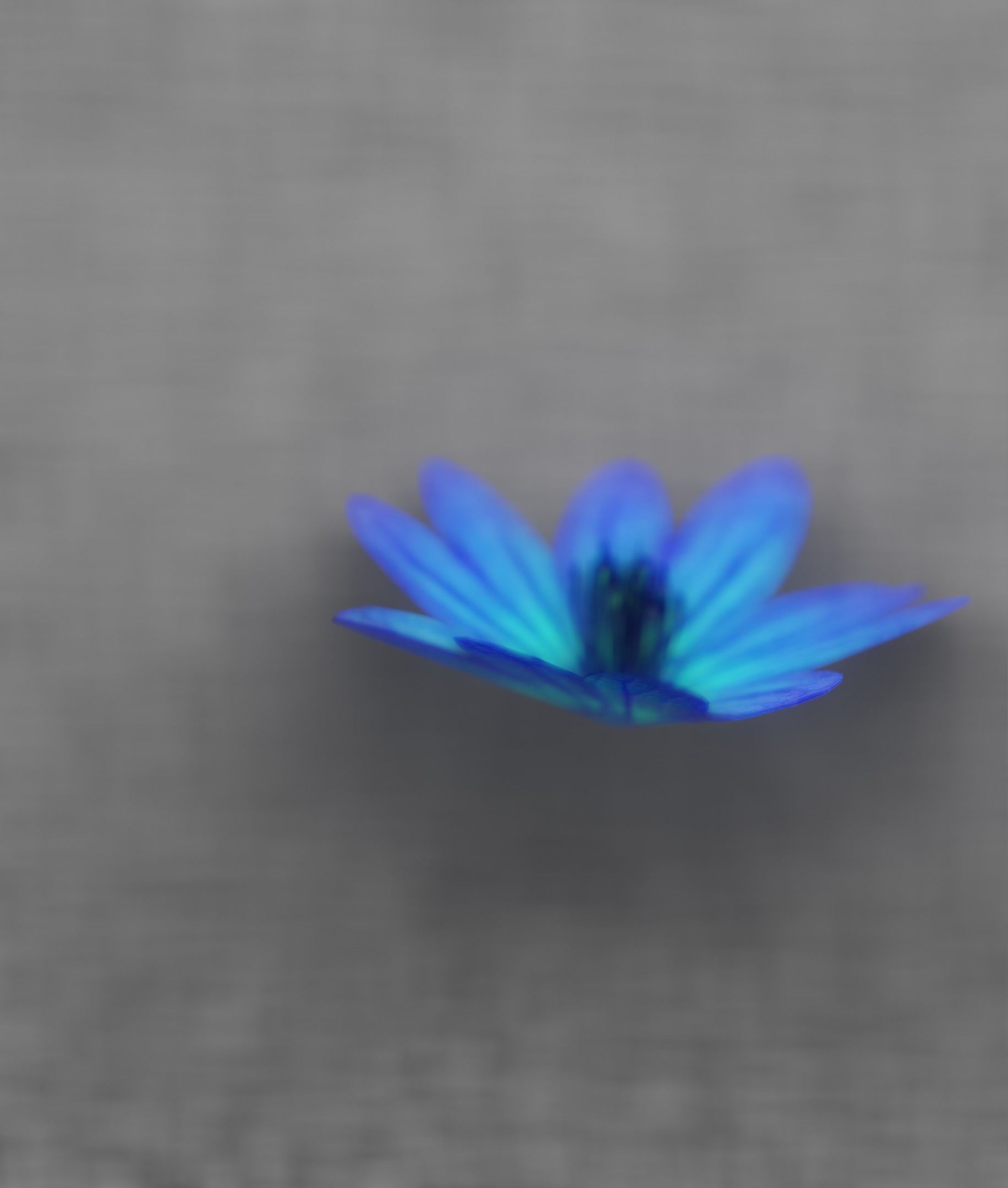 Blue Flower Blossom Version 6 - Object 36 Low-poly 3D model_35