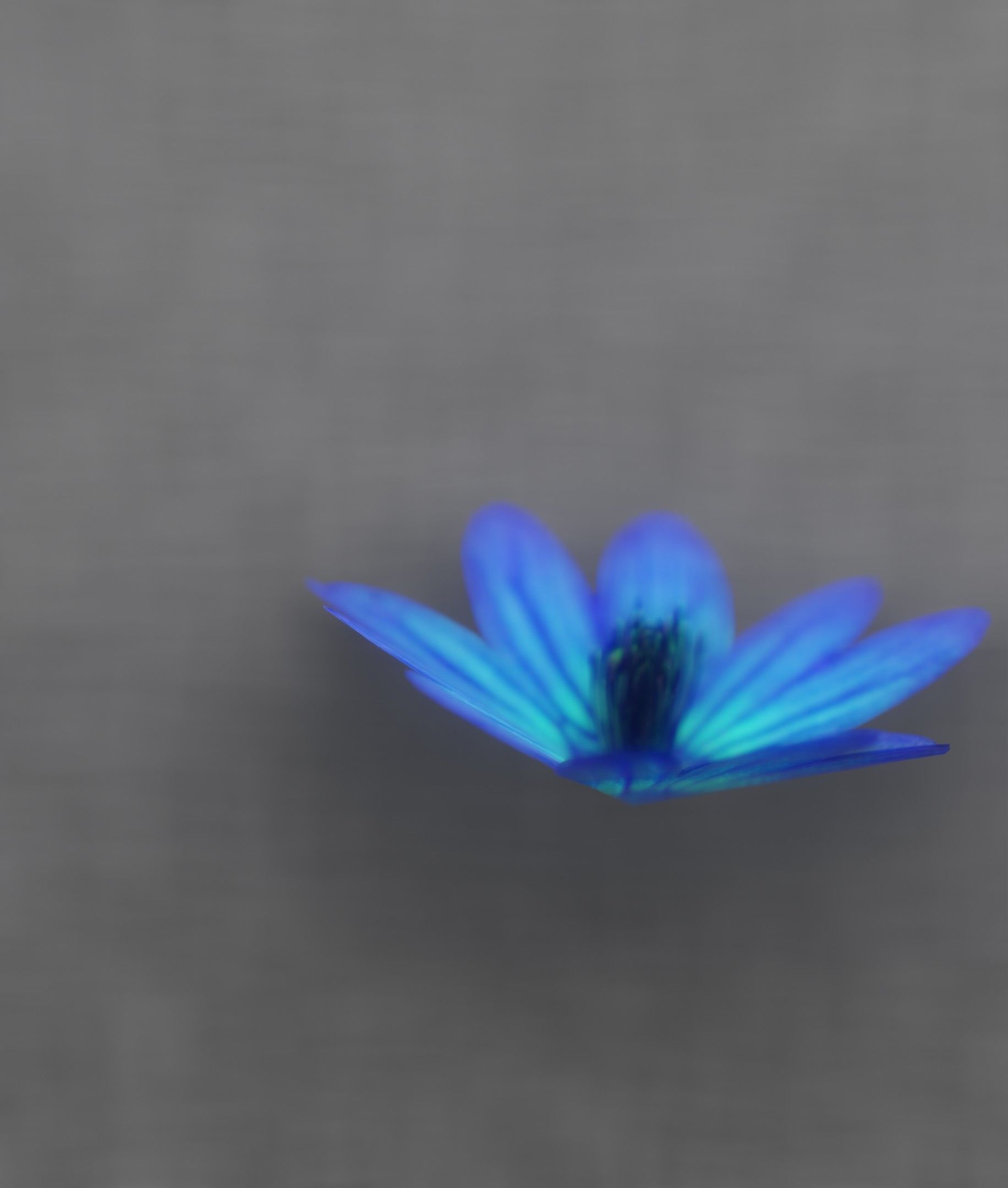 Blue Flower Blossom Version 6 - Object 36 Low-poly 3D model_37