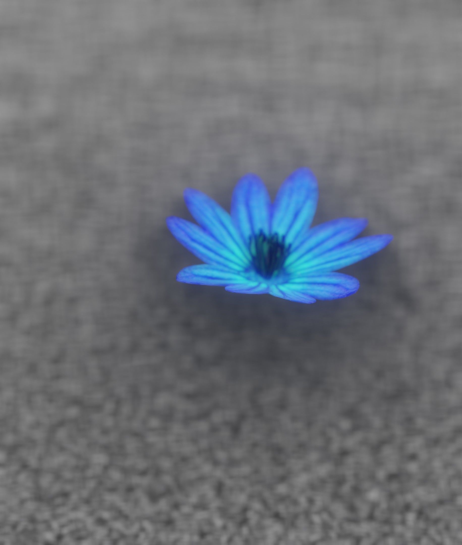 Blue Flower Blossom Version 6 - Object 36 Low-poly 3D model_24