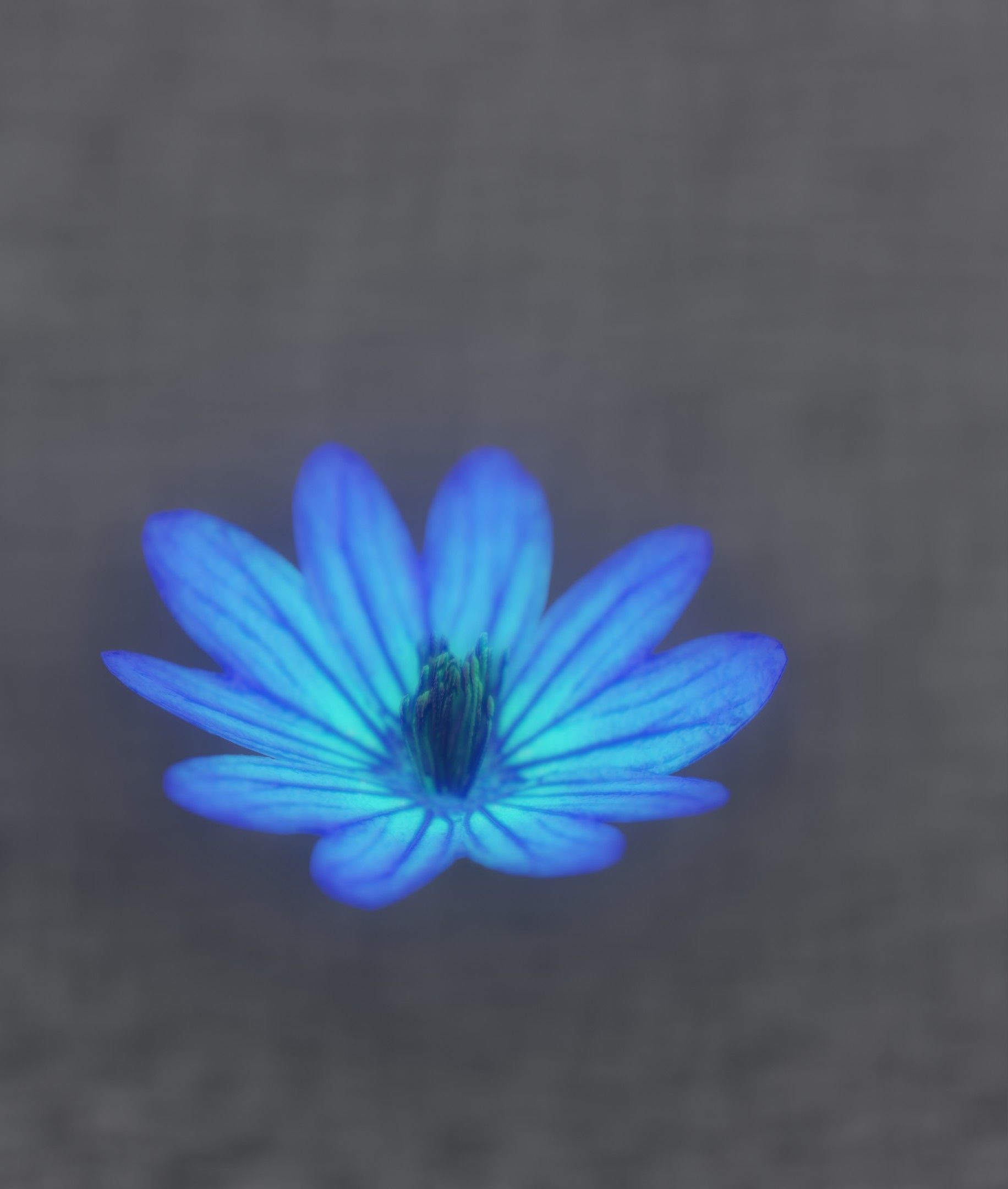 Blue Flower Blossom Version 6 - Object 36 Low-poly 3D model_41