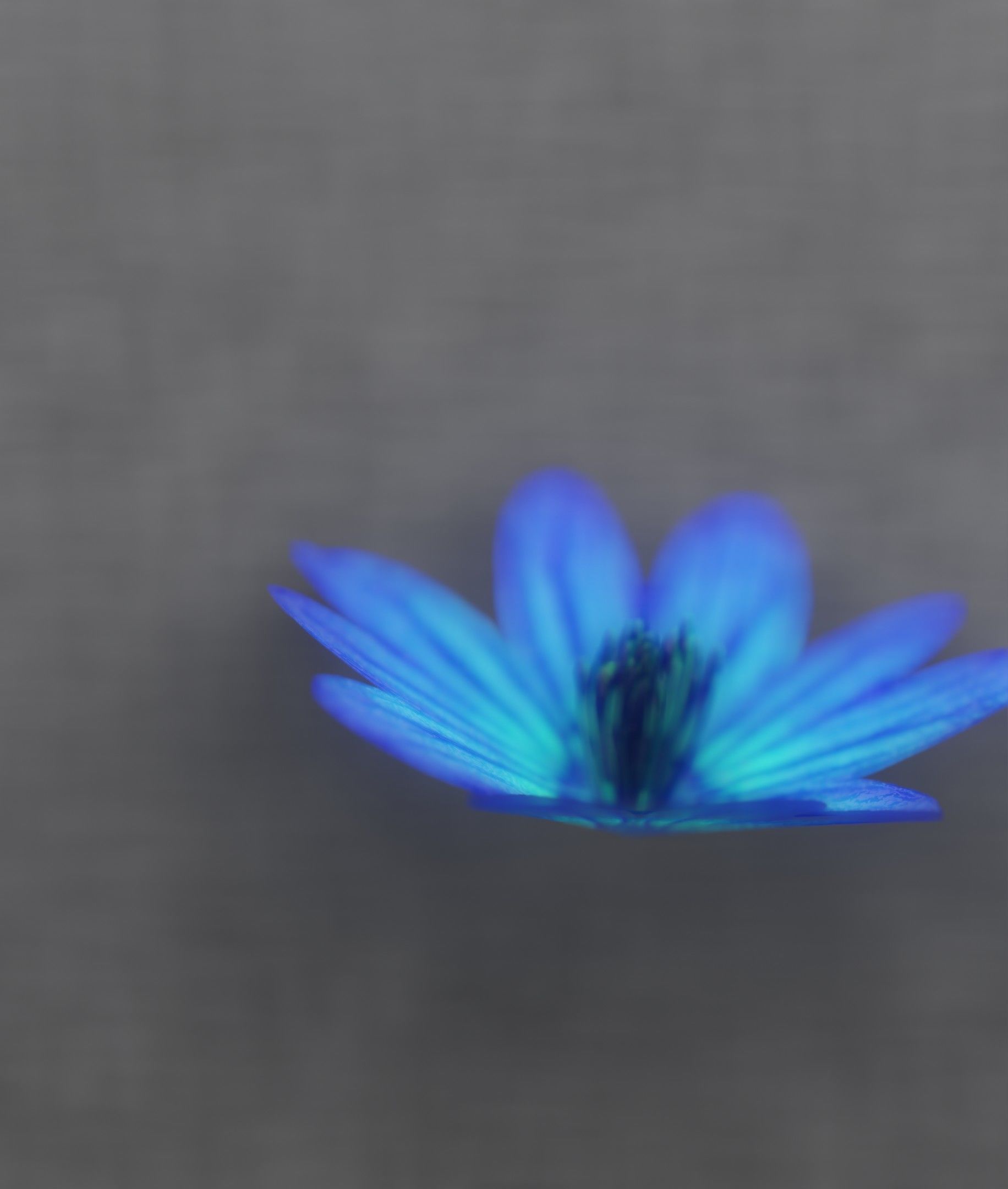 Blue Flower Blossom Version 6 - Object 36 Low-poly 3D model_46