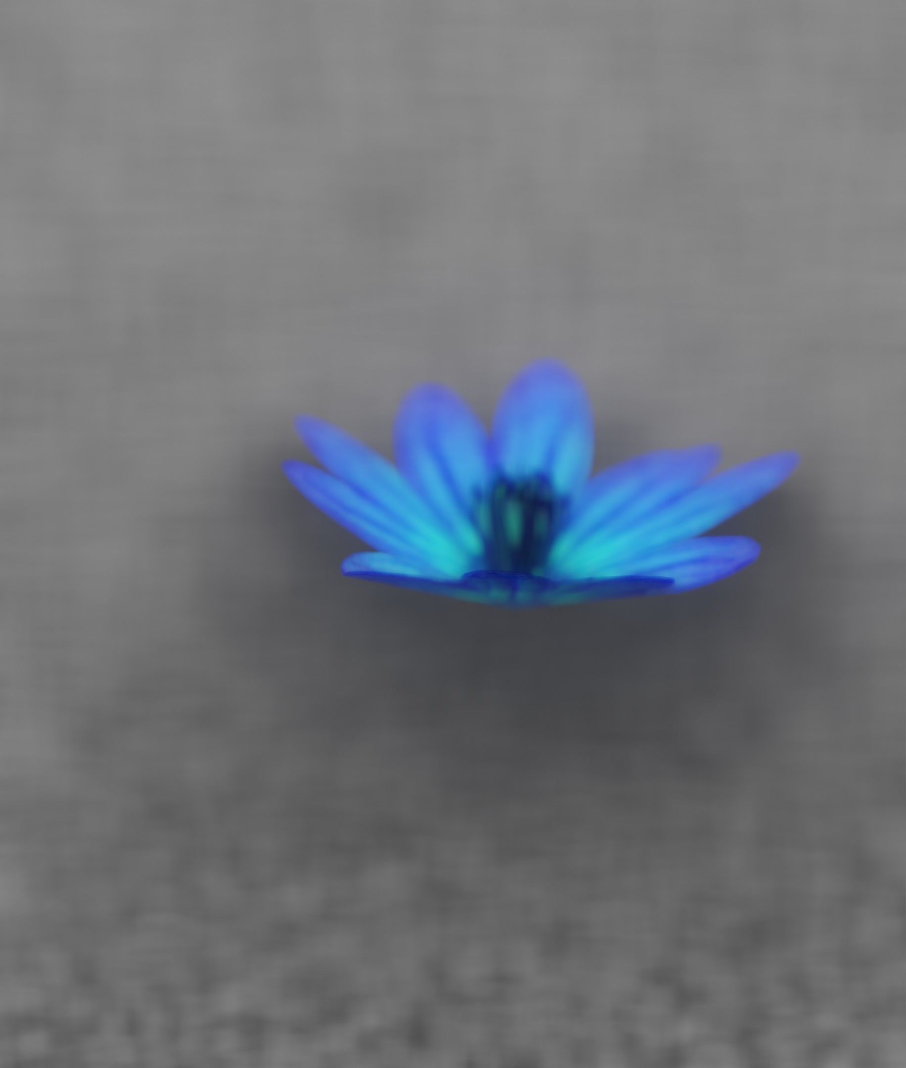 Blue Flower Blossom Version 6 - Object 36 Low-poly 3D model_34
