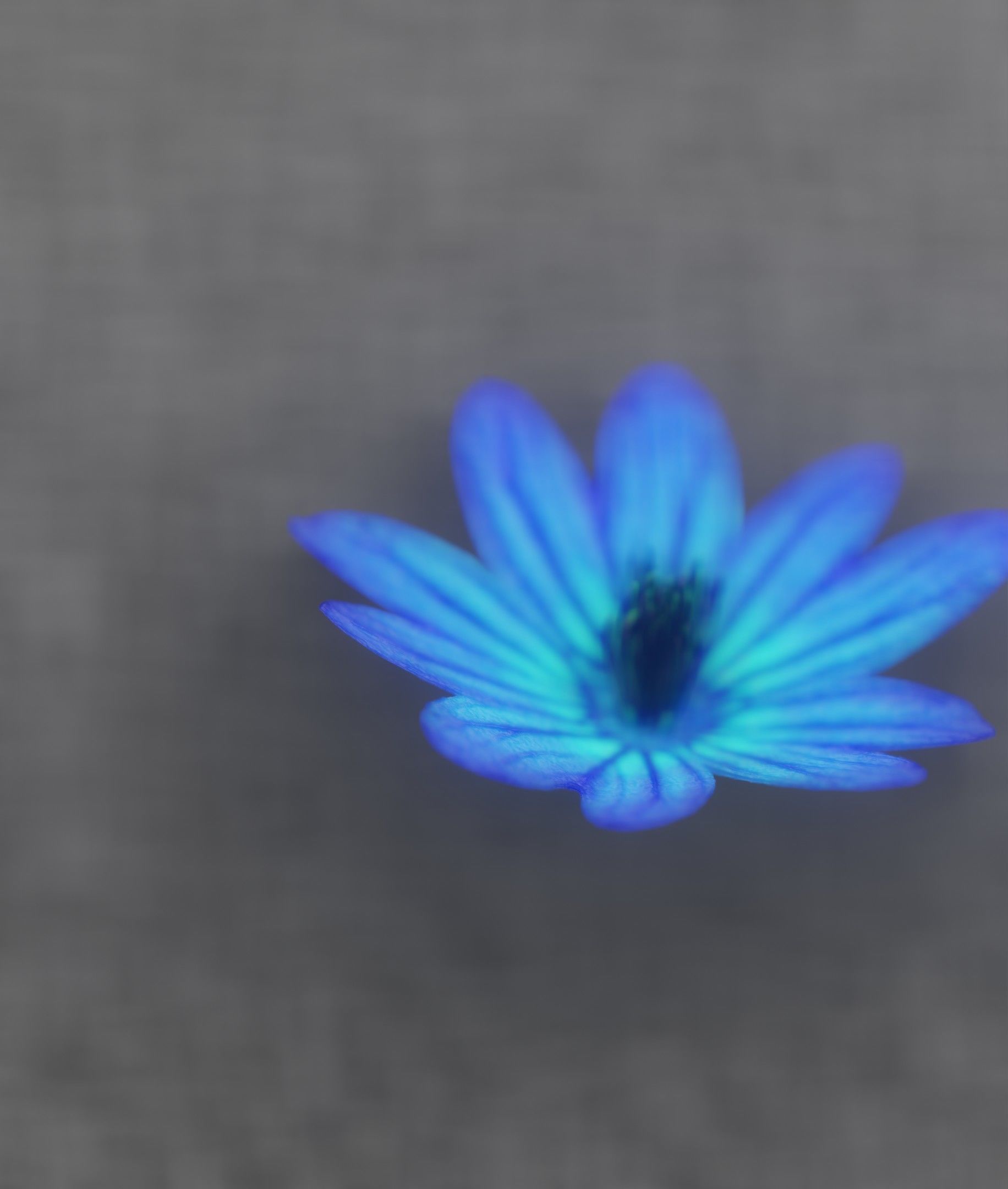 Blue Flower Blossom Version 6 - Object 36 Low-poly 3D model_45