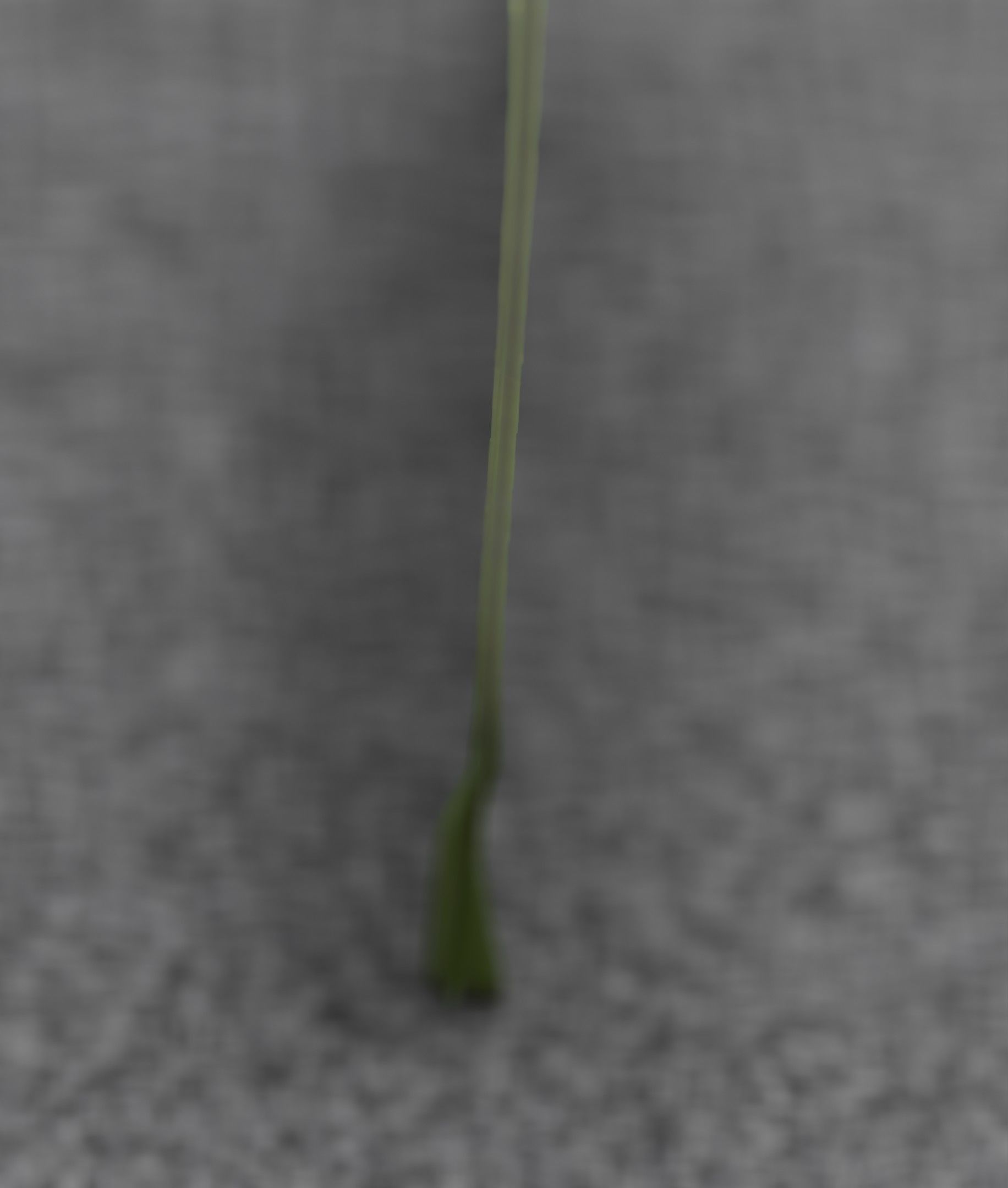 Low-Poly Dandelion Flower Version 6 - Object 37 Low-poly 3D model_37