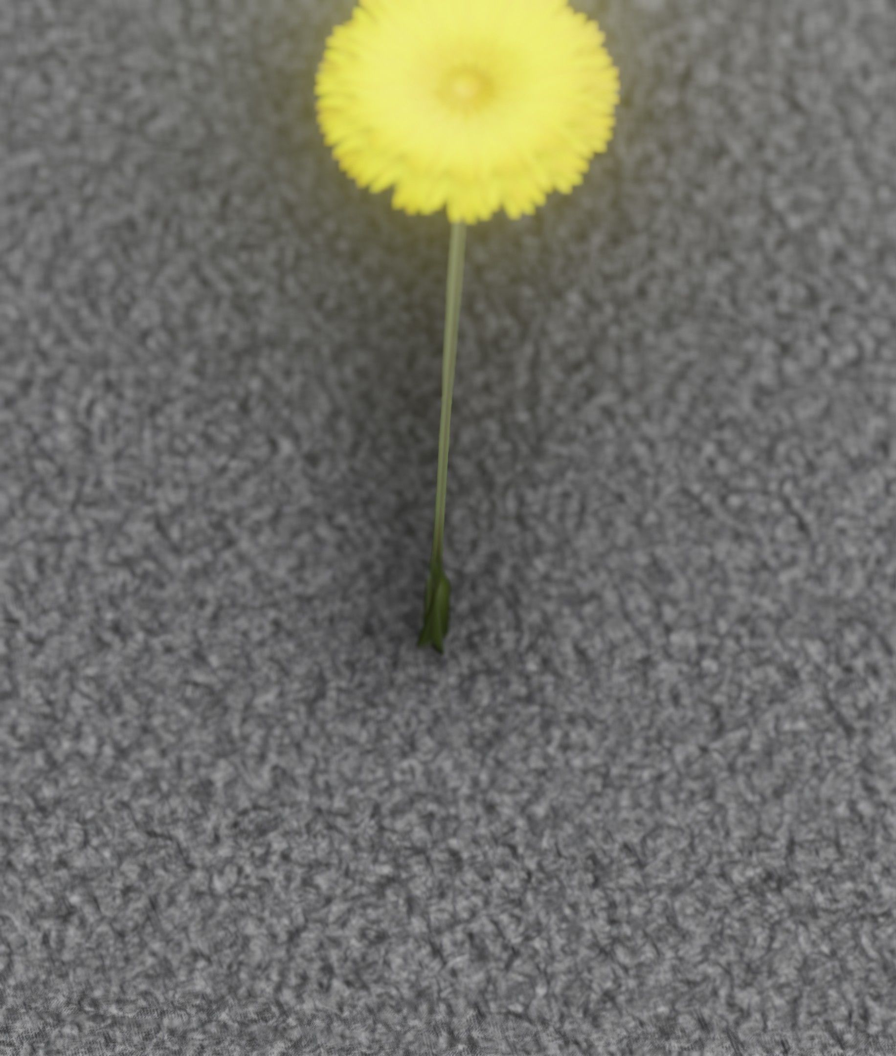 Low-Poly Dandelion Flower Version 6 - Object 37 Low-poly 3D model_25