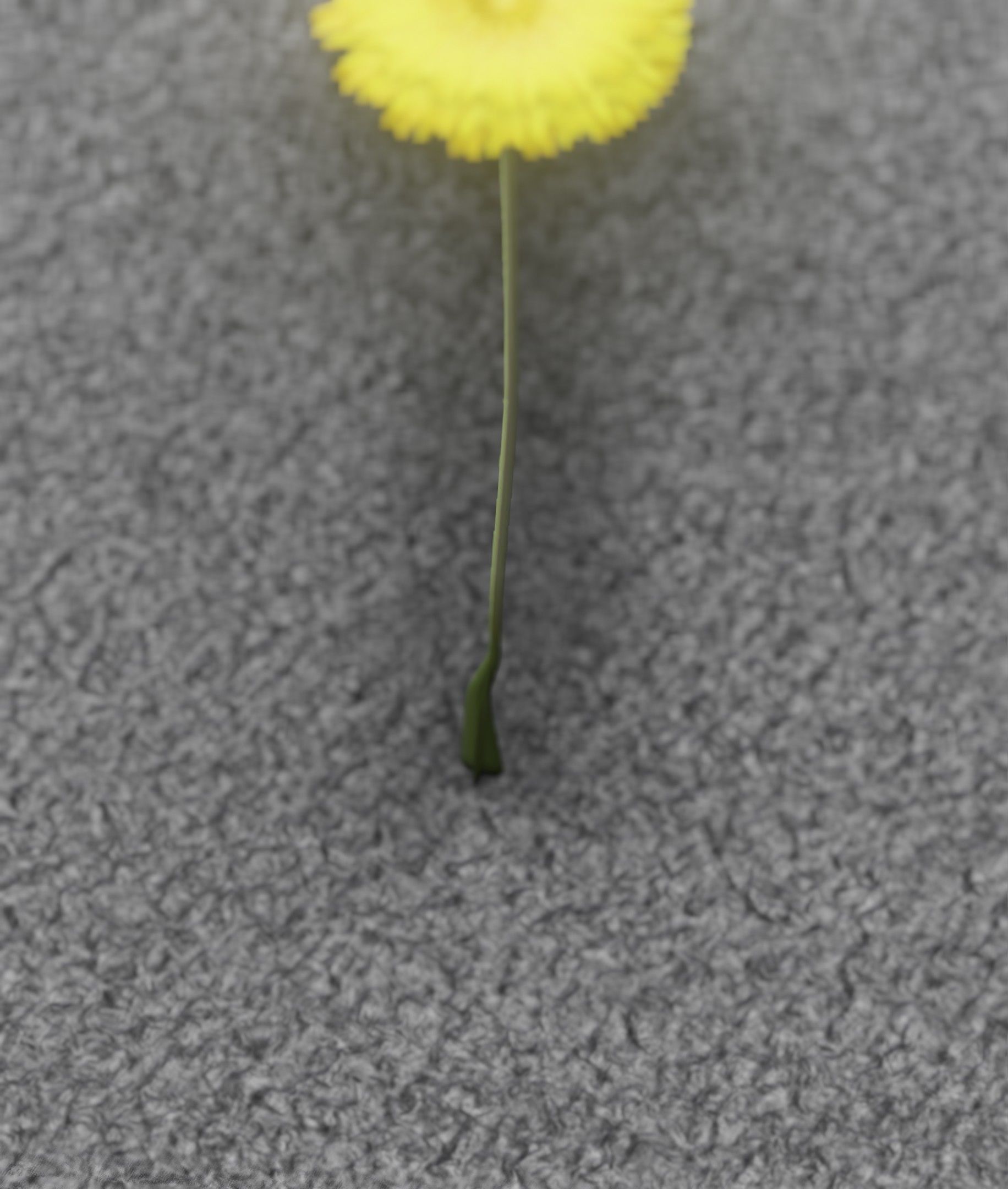 Low-Poly Dandelion Flower Version 6 - Object 37 Low-poly 3D model_21