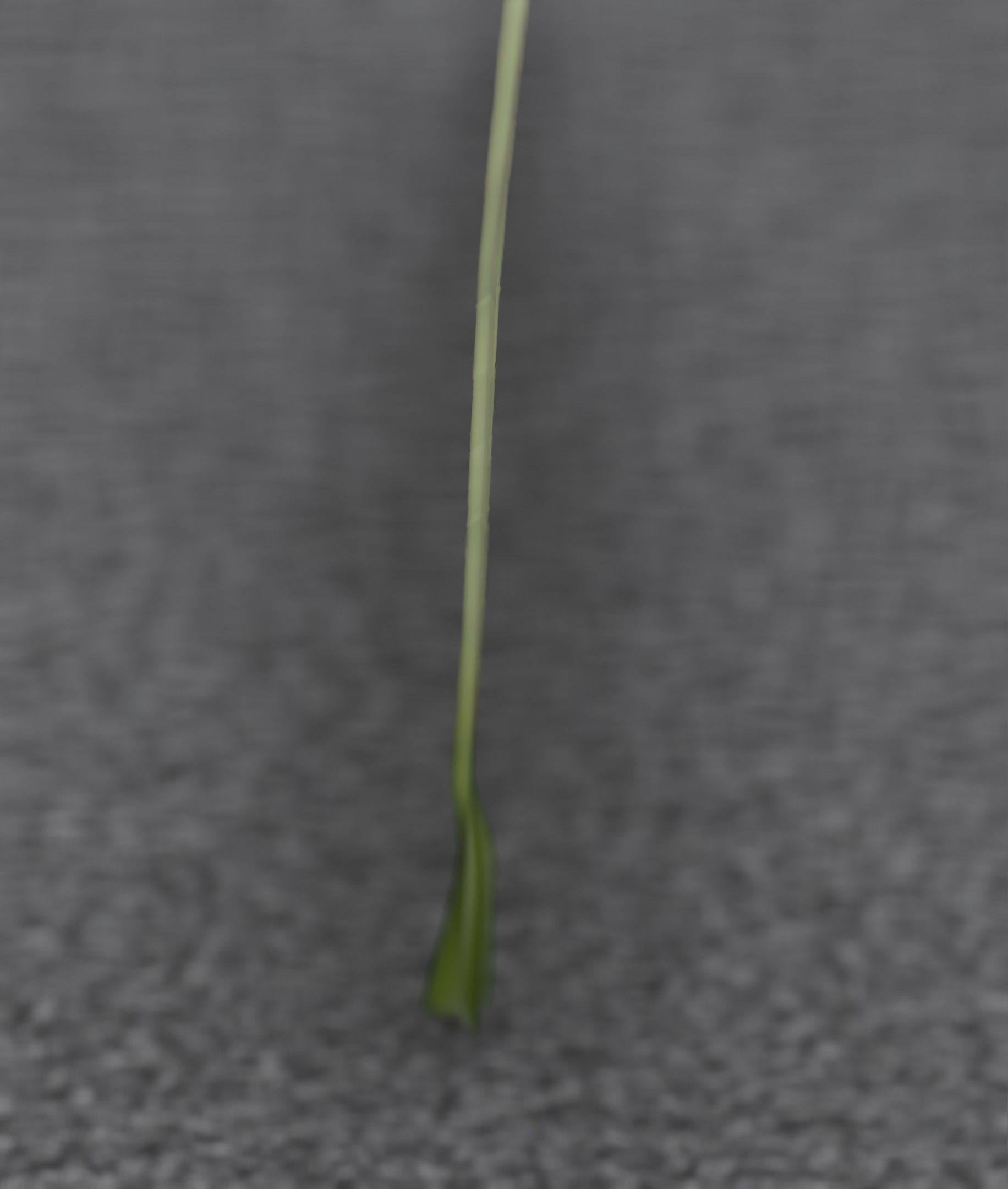 Low-Poly Dandelion Flower Version 6 - Object 37 Low-poly 3D model_15
