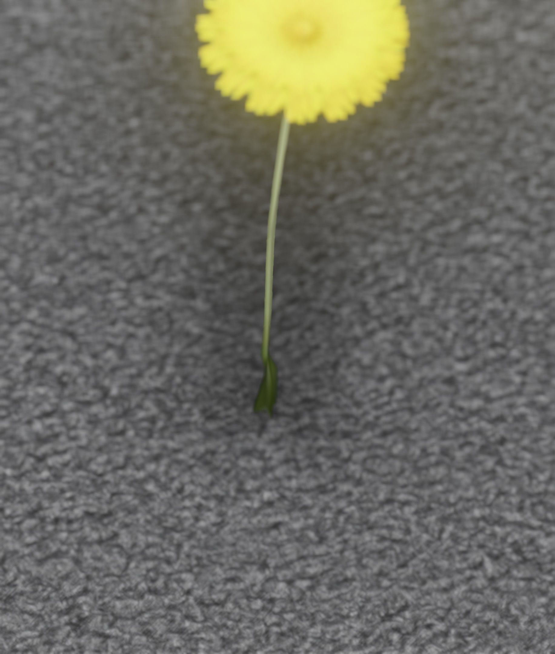 Low-Poly Dandelion Flower Version 6 - Object 37 Low-poly 3D model_28