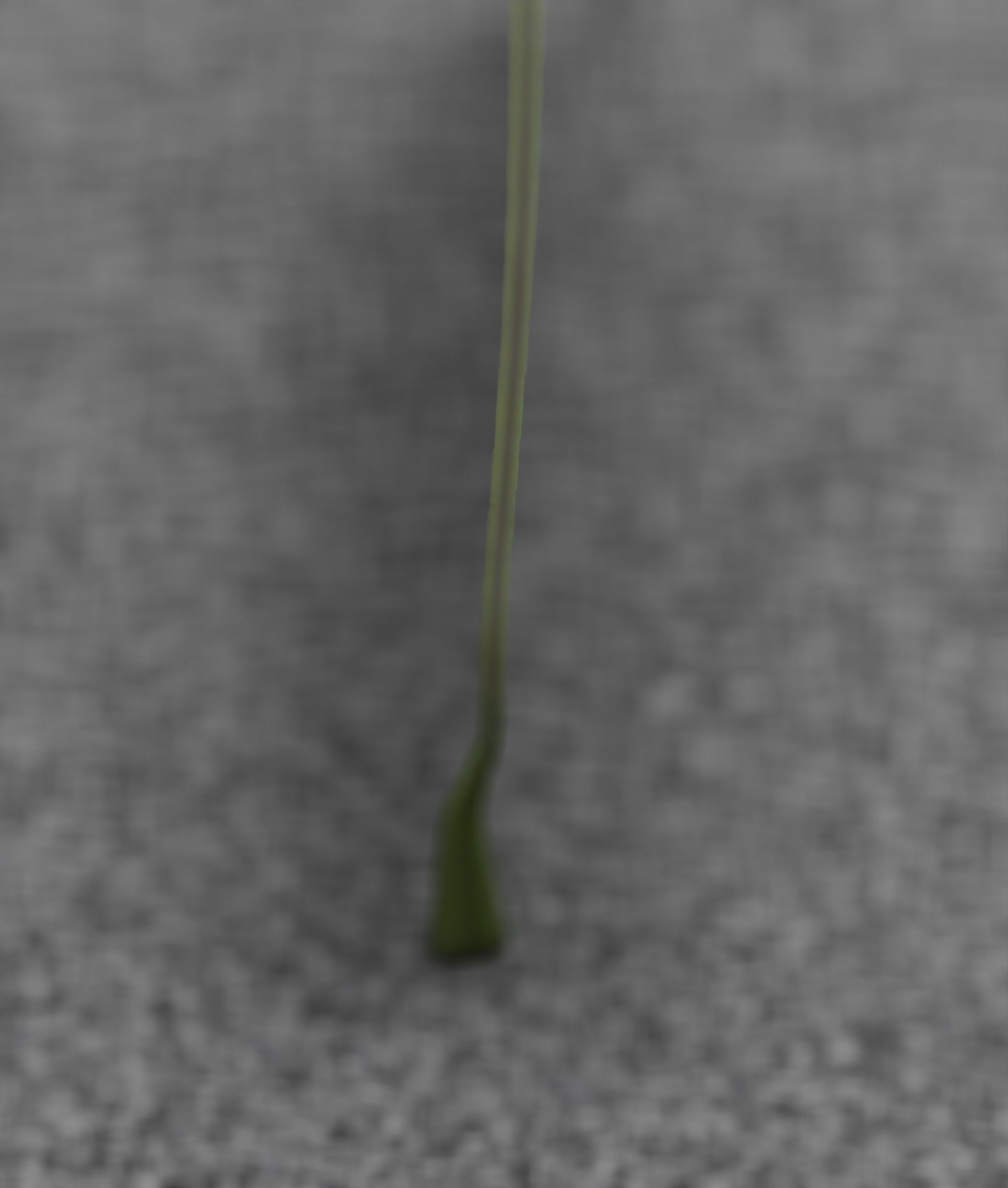 Low-Poly Dandelion Flower Version 6 - Object 37 Low-poly 3D model_36