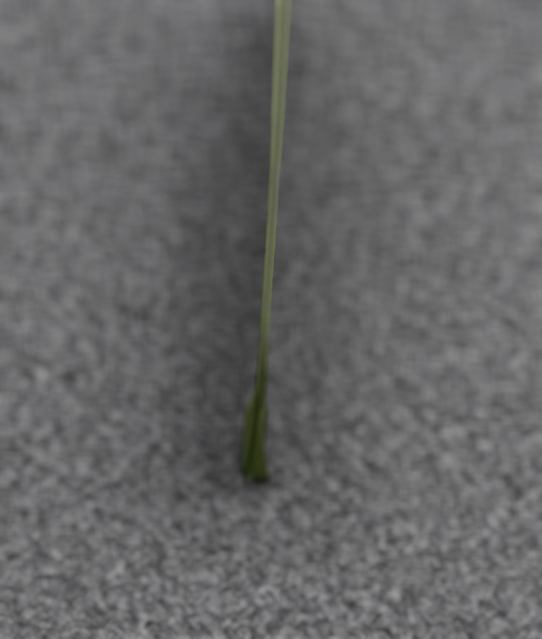 Low-Poly Dandelion Flower Version 6 - Object 37 Low-poly 3D model_13