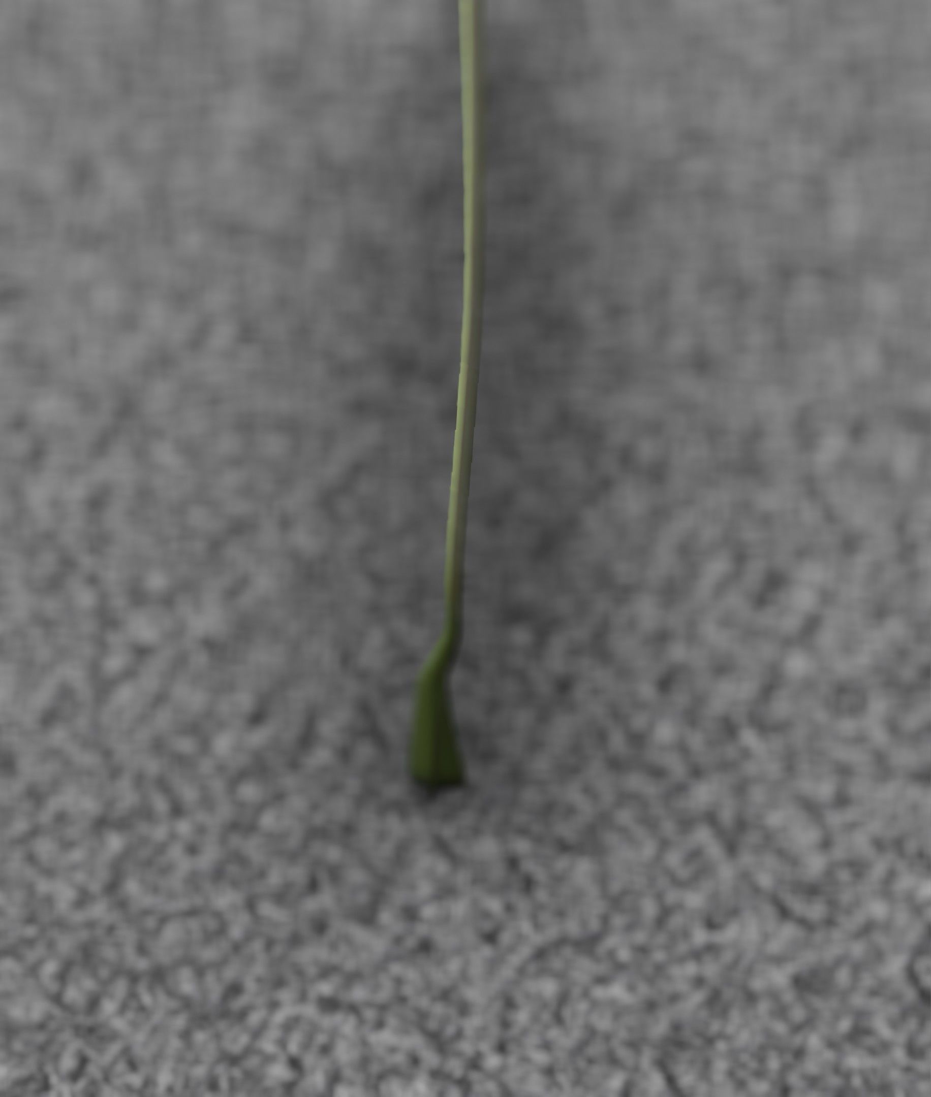 Low-Poly Dandelion Flower Version 6 - Object 37 Low-poly 3D model_33