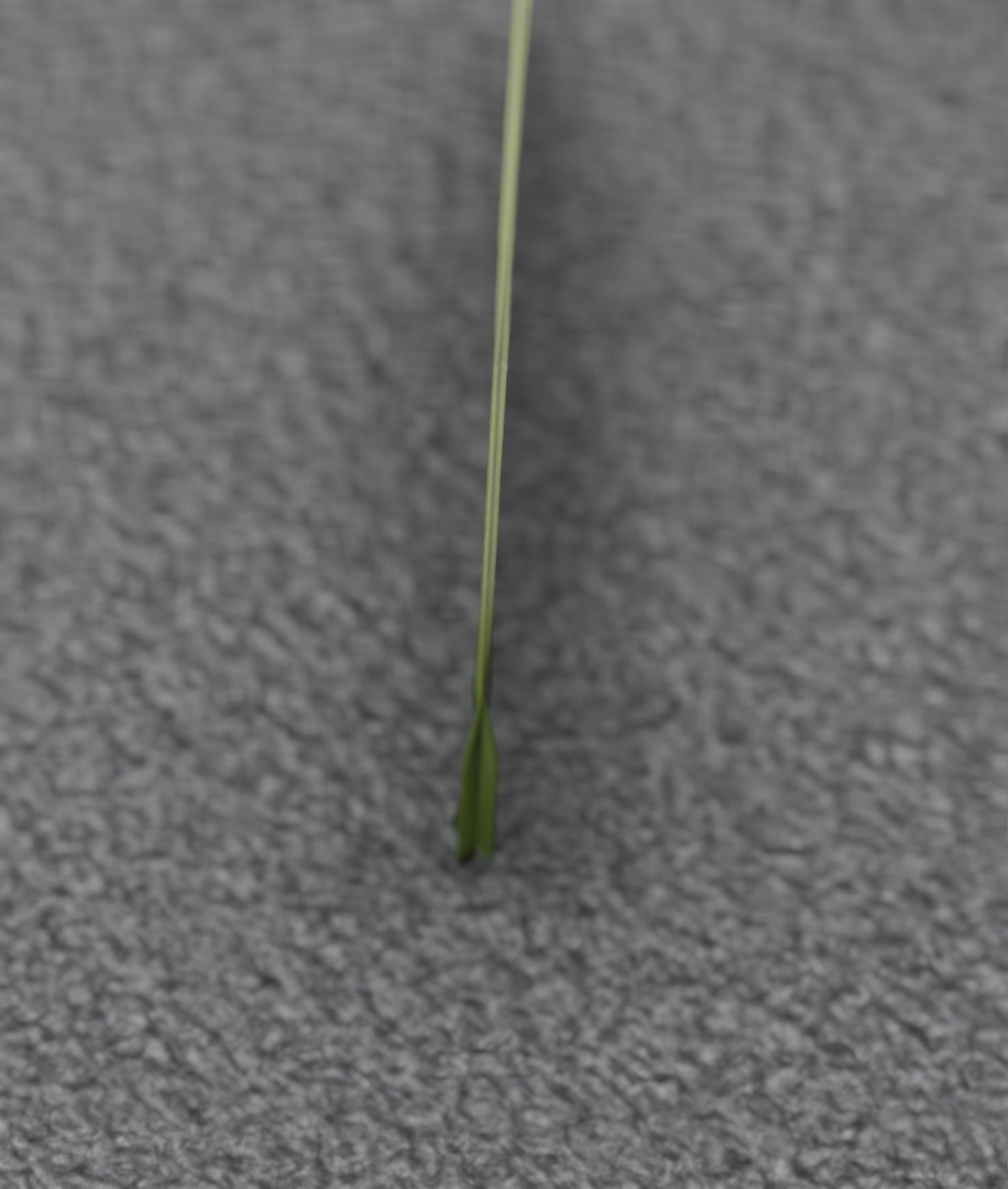 Low-Poly Dandelion Flower Version 6 - Object 37 Low-poly 3D model_18