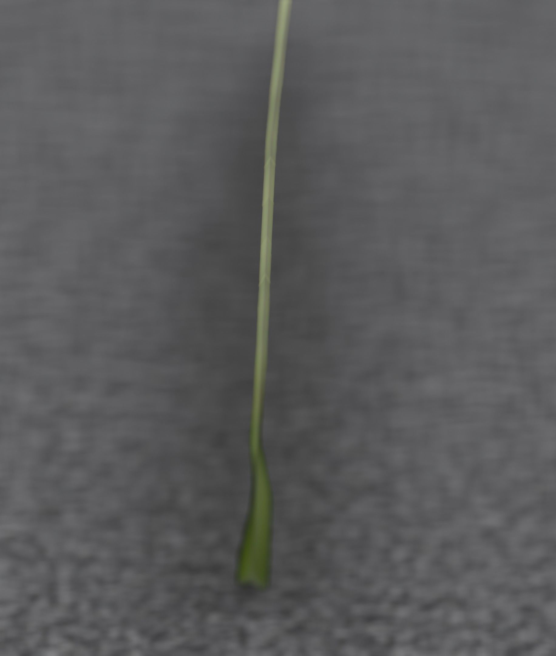 Low-Poly Dandelion Flower Version 6 - Object 37 Low-poly 3D model_14