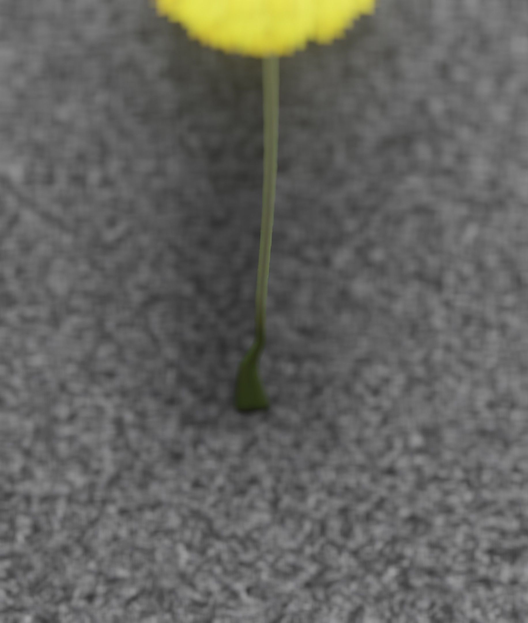 Low-Poly Dandelion Flower Version 6 - Object 37 Low-poly 3D model_11