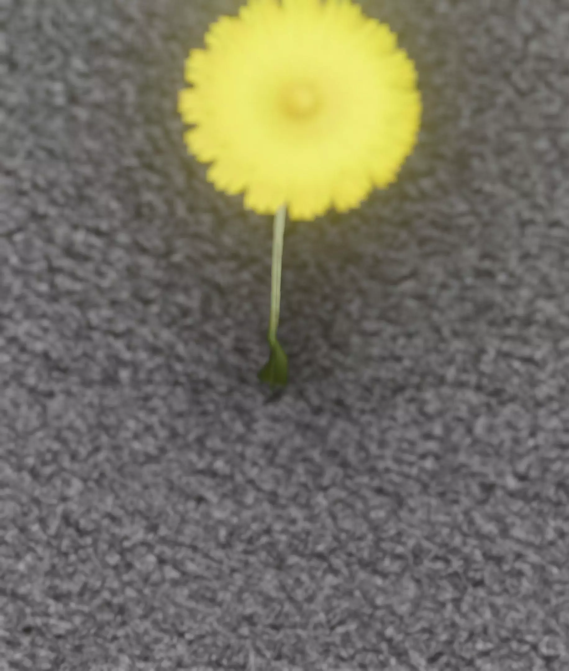 Low-Poly Dandelion Flower Version 6 - Object 37 Low-poly 3D model_0