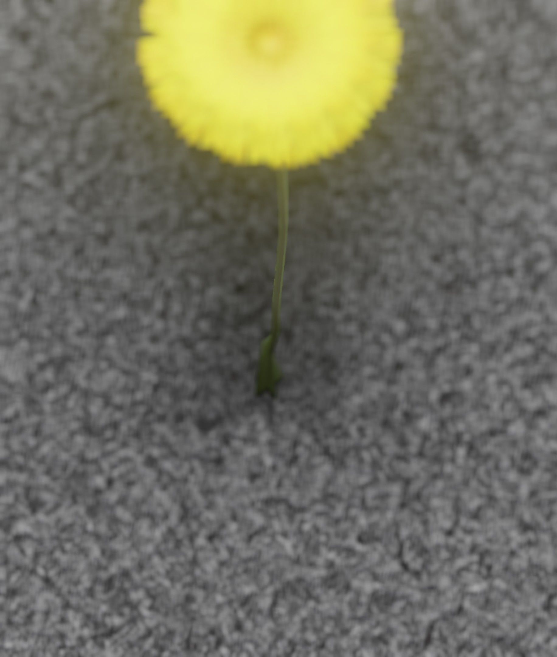 Low-Poly Dandelion Flower Version 6 - Object 37 Low-poly 3D model_9