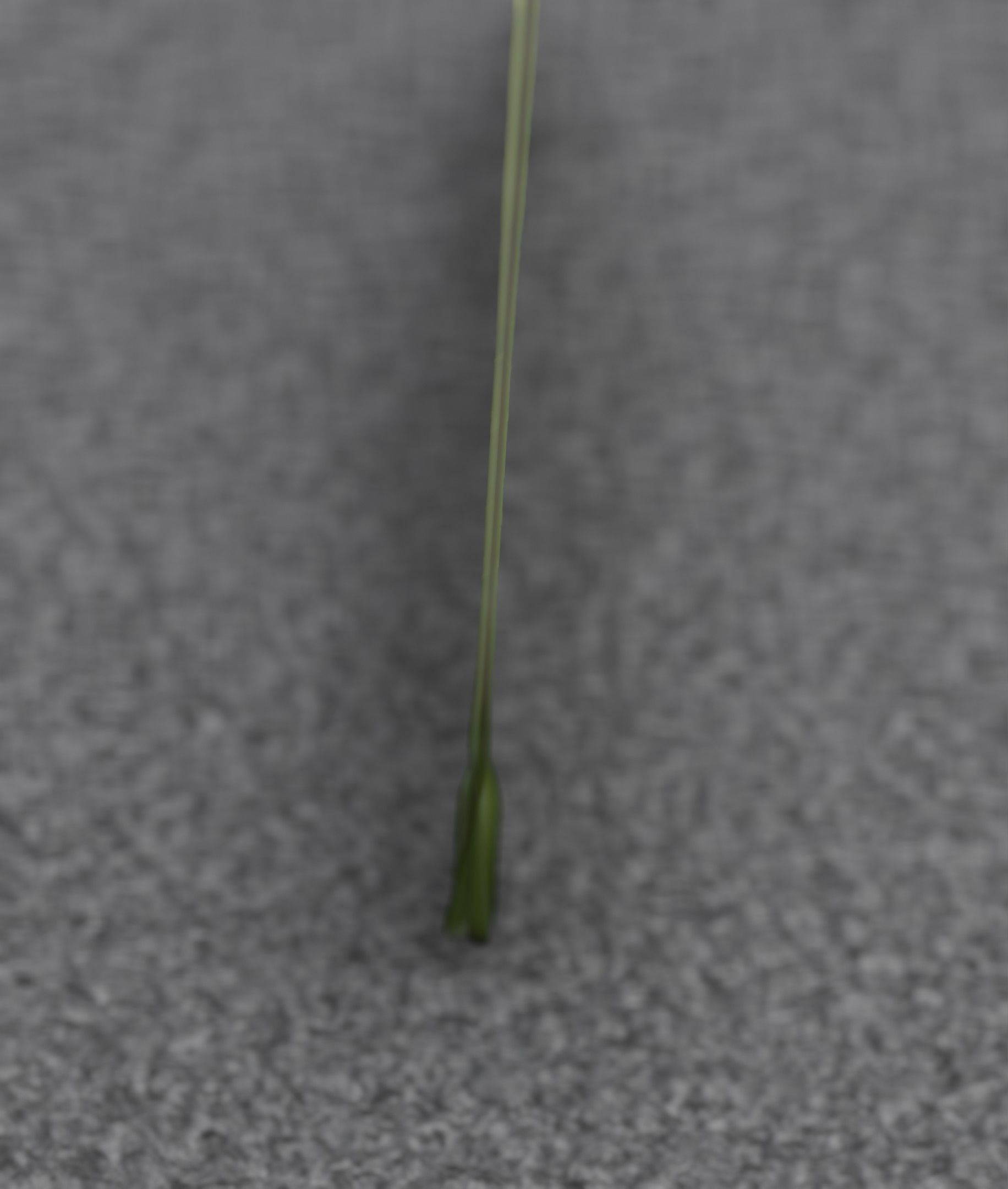 Low-Poly Dandelion Flower Version 6 - Object 37 Low-poly 3D model_46