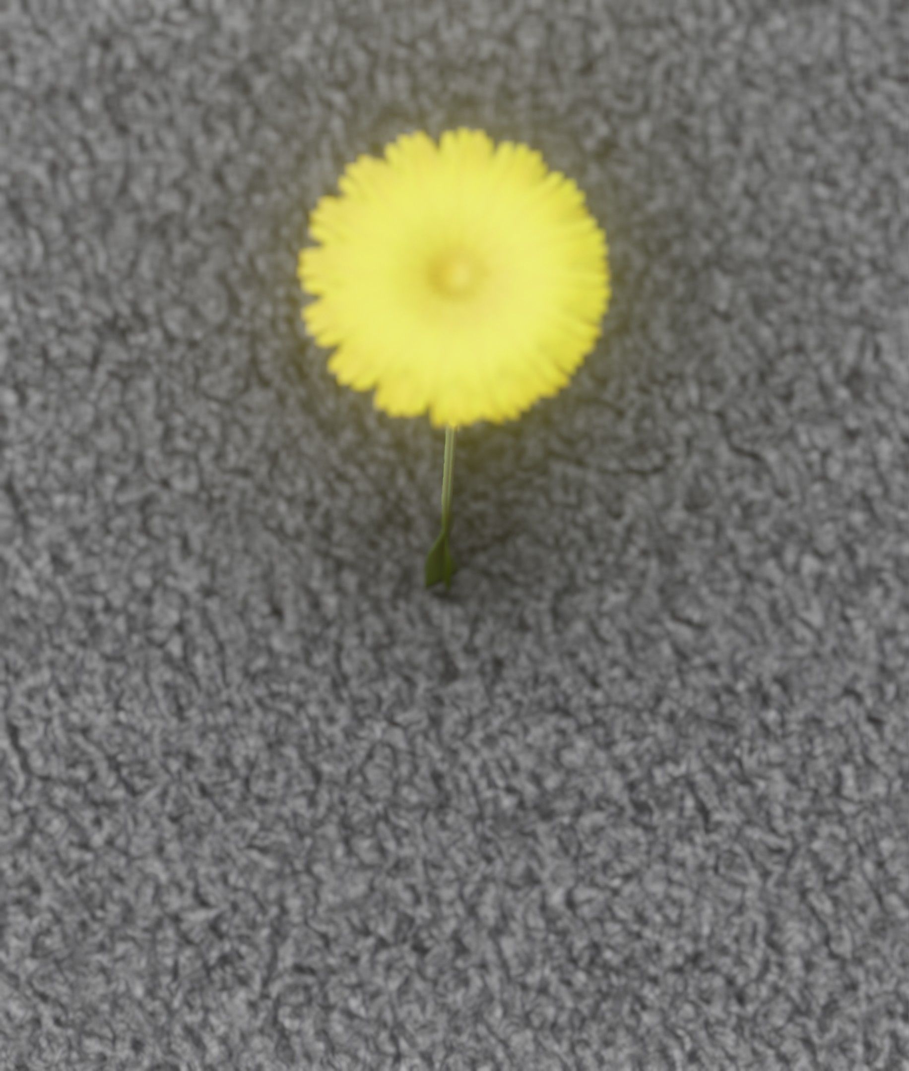 Low-Poly Dandelion Flower Version 6 - Object 37 Low-poly 3D model_4