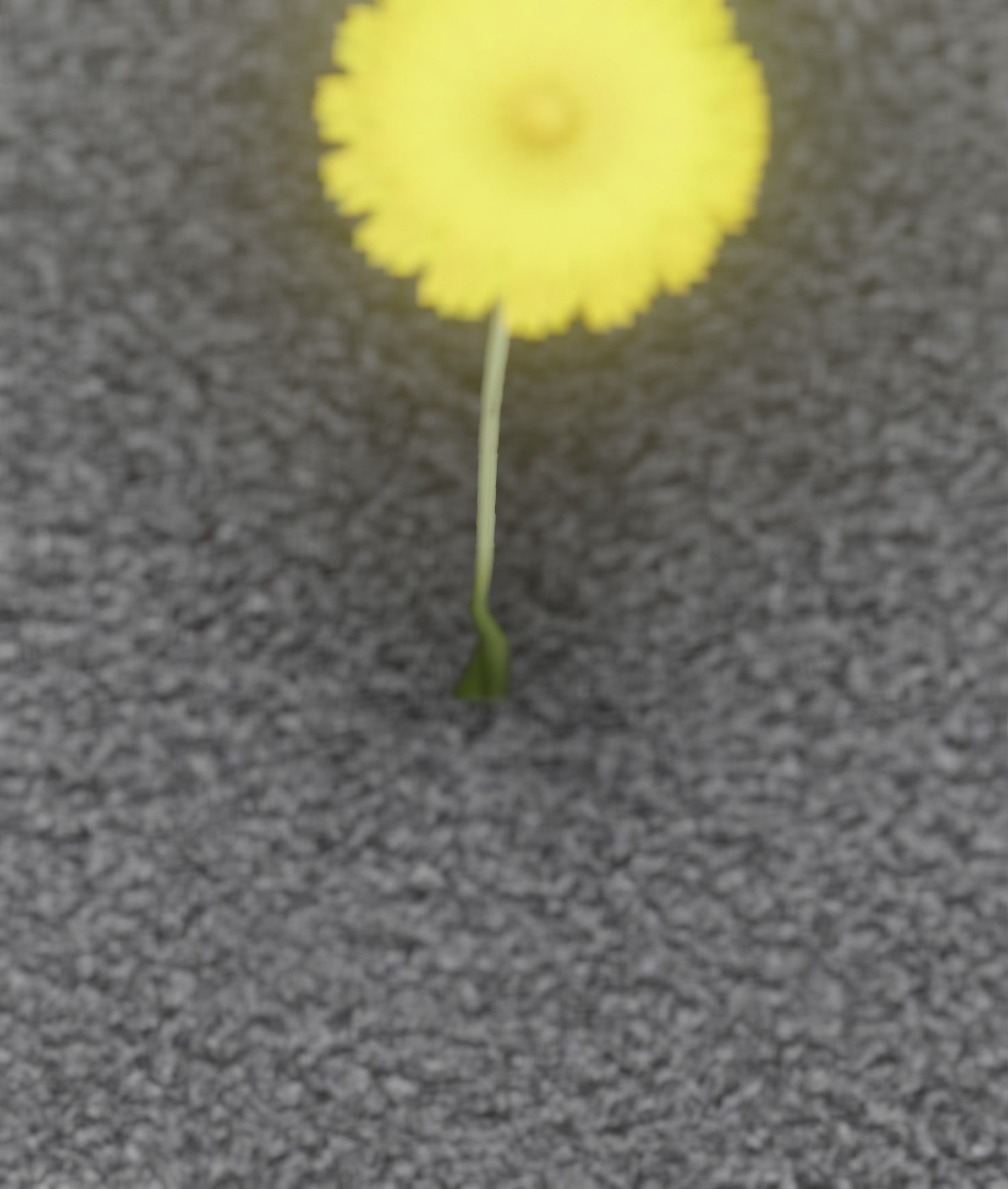 Low-Poly Dandelion Flower Version 6 - Object 37 Low-poly 3D model_45