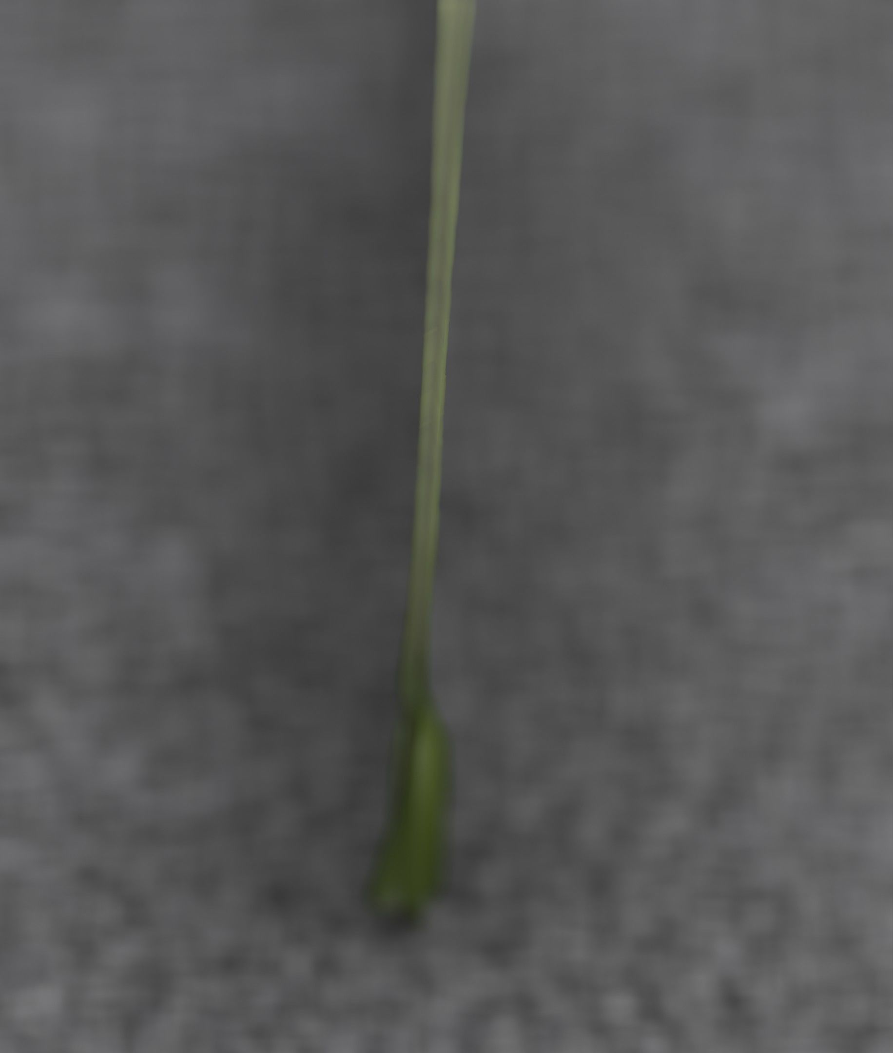 Low-Poly Dandelion Flower Version 6 - Object 37 Low-poly 3D model_39