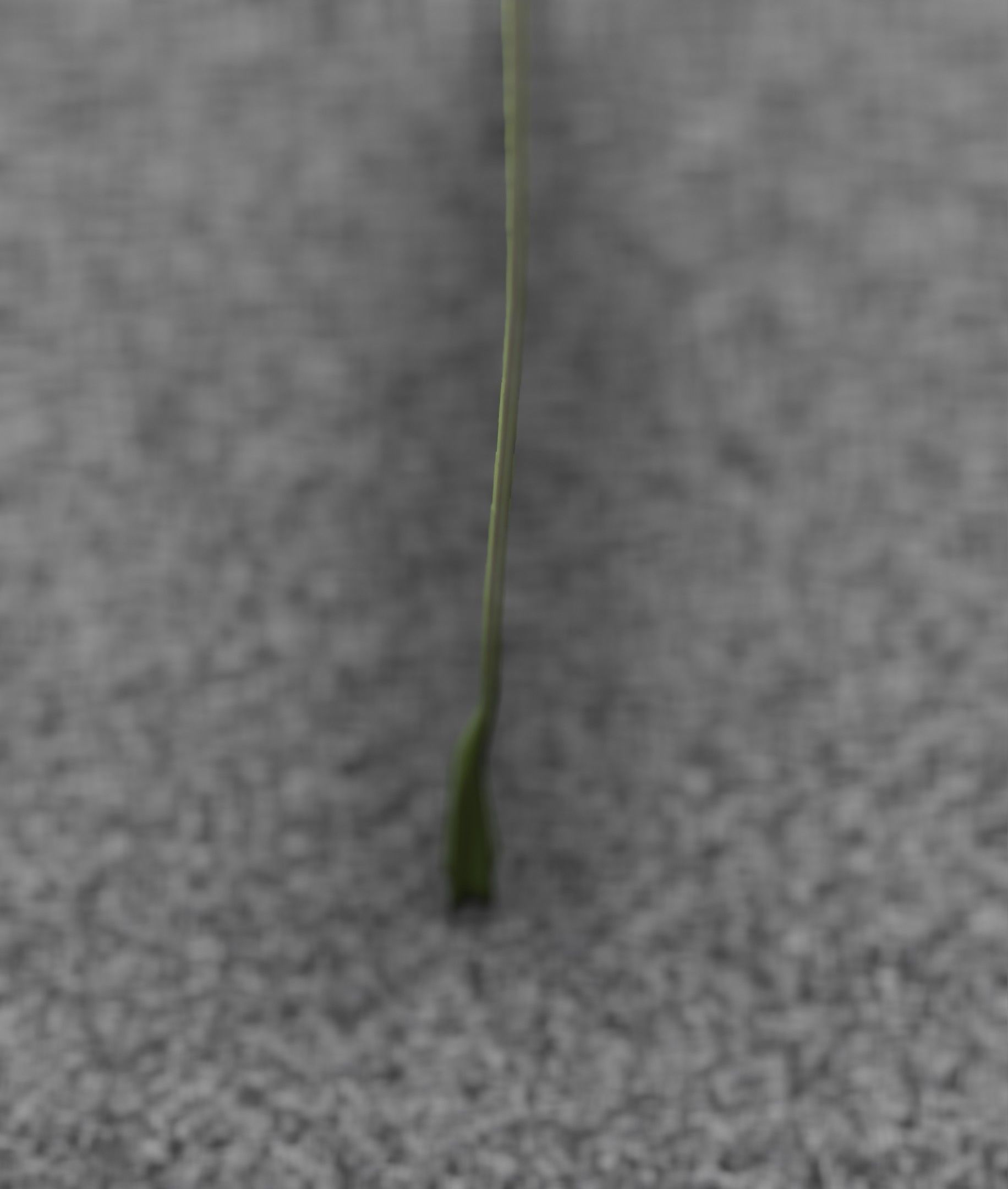 Low-Poly Dandelion Flower Version 6 - Object 37 Low-poly 3D model_34