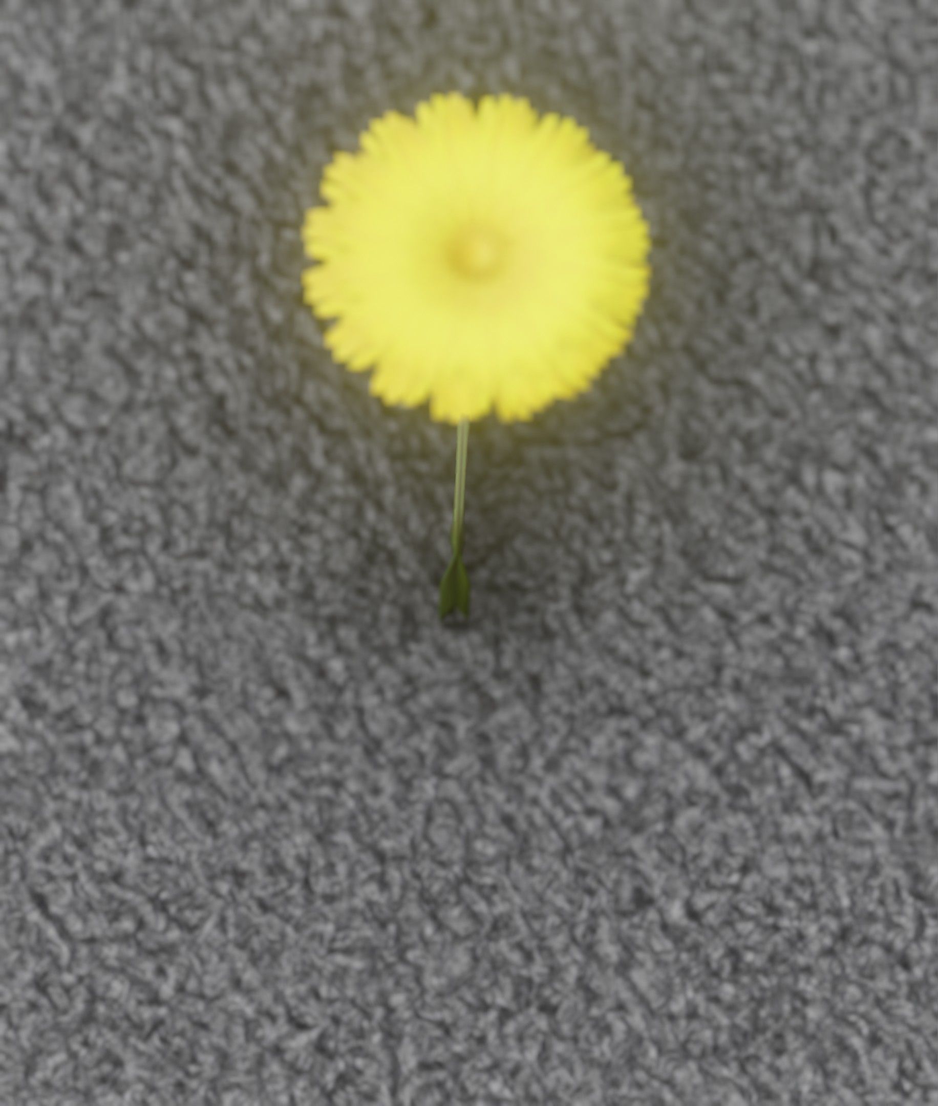 Low-Poly Dandelion Flower Version 6 - Object 37 Low-poly 3D model_3