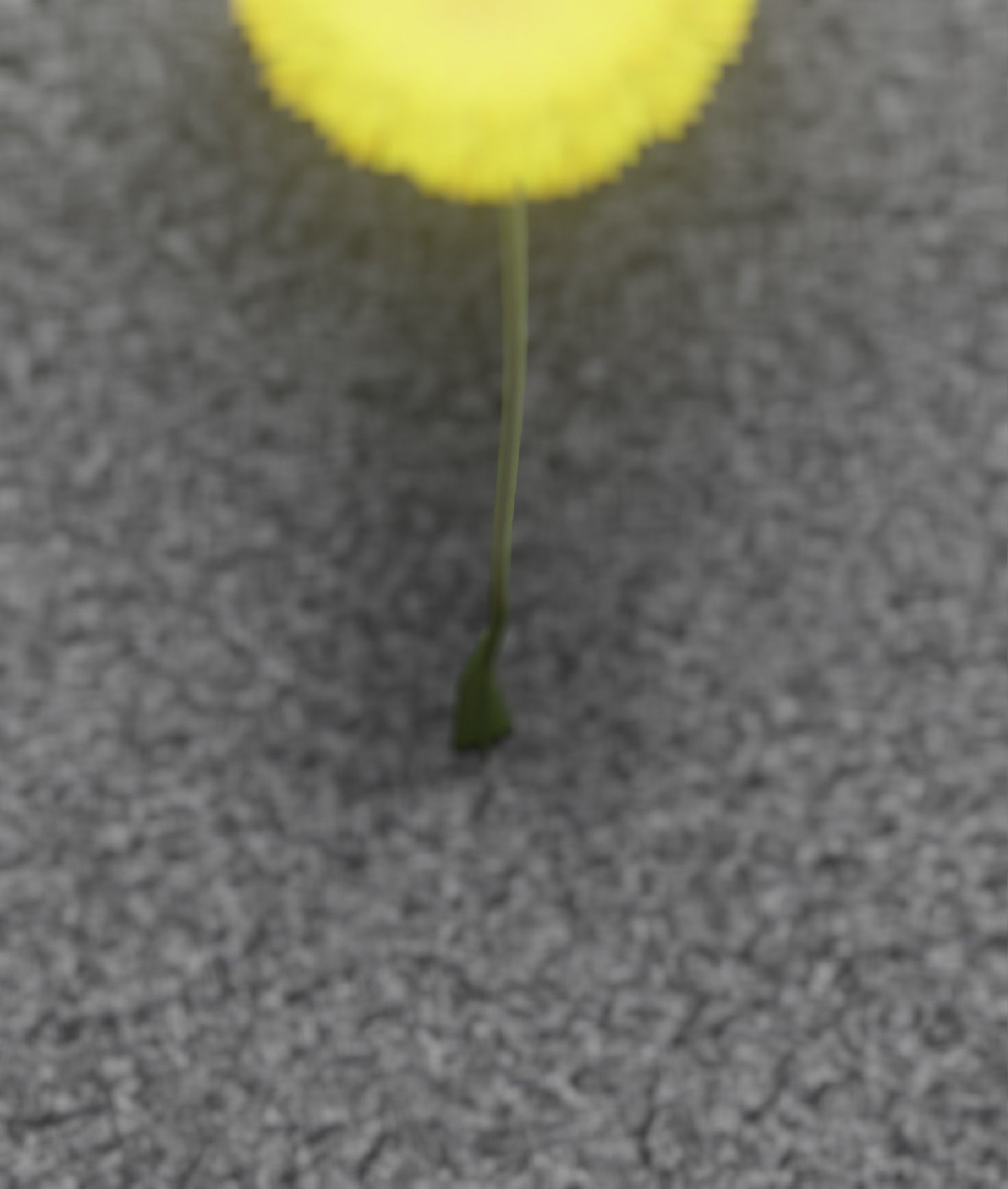 Low-Poly Dandelion Flower Version 6 - Object 37 Low-poly 3D model_10
