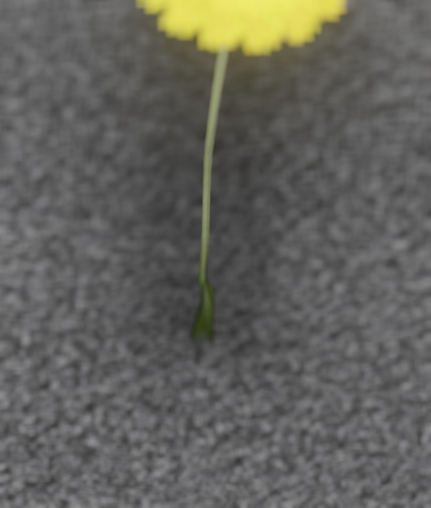 Low-Poly Dandelion Flower Version 6 - Object 37 Low-poly 3D model_43
